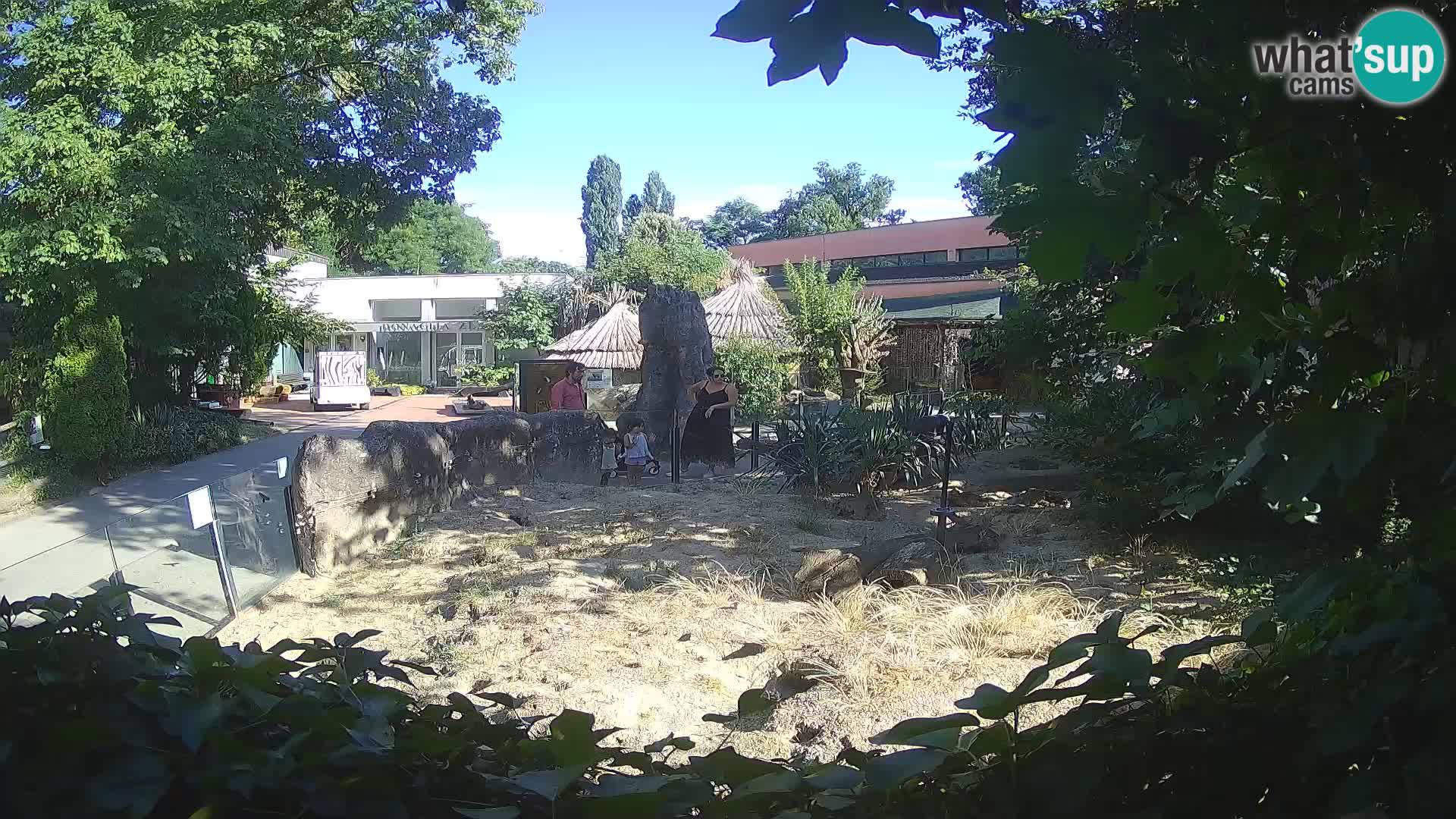 Zoo Zagreb – Suricata