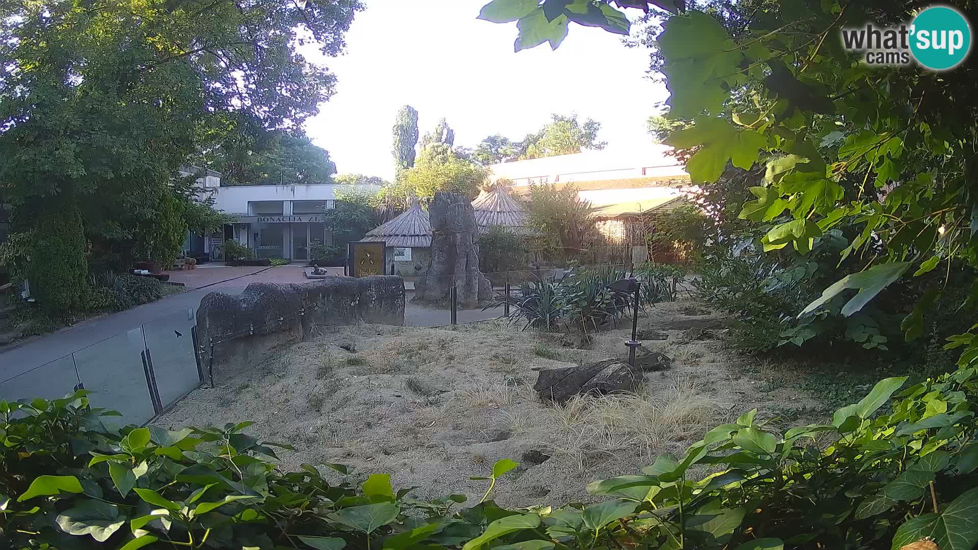 Zoo Zagreb – Merkat