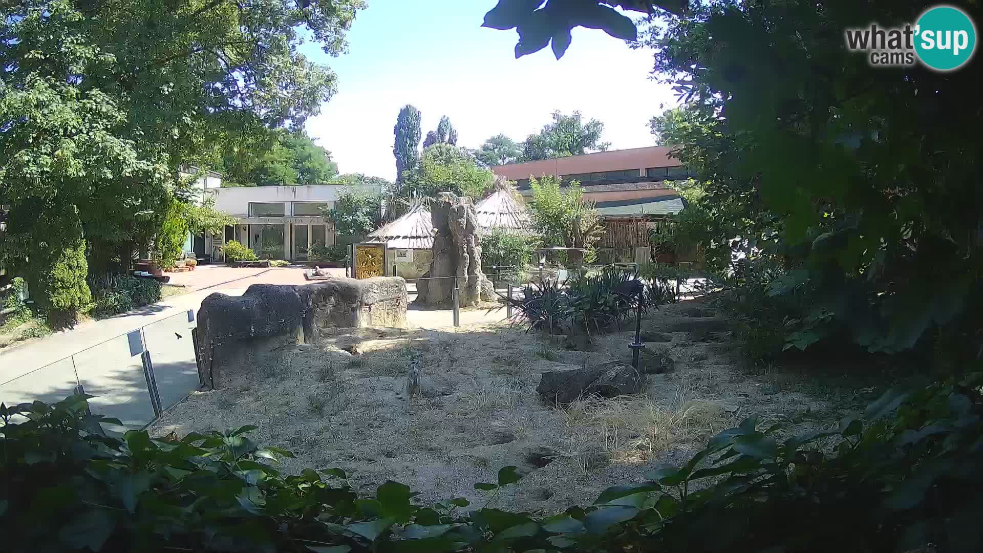 Zoo Zagreb – Erdmännchen