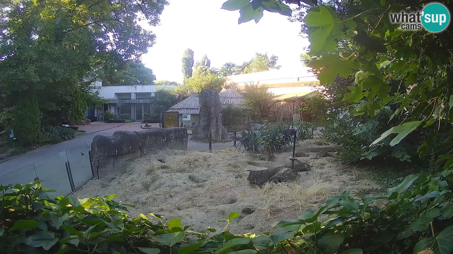Zoo Zagreb – Meerkat (Suricate)