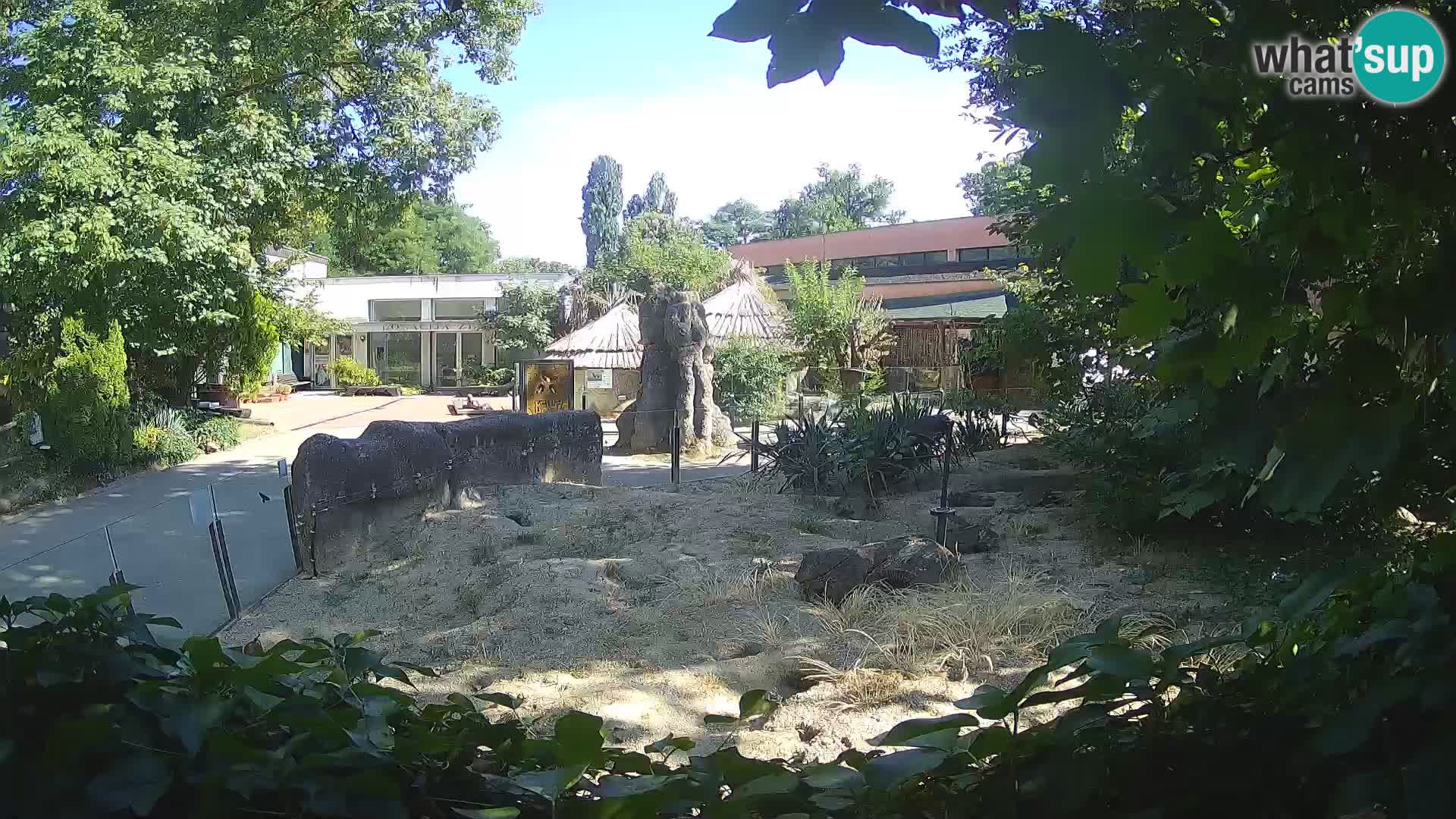 Zoo Zagreb – Suricata