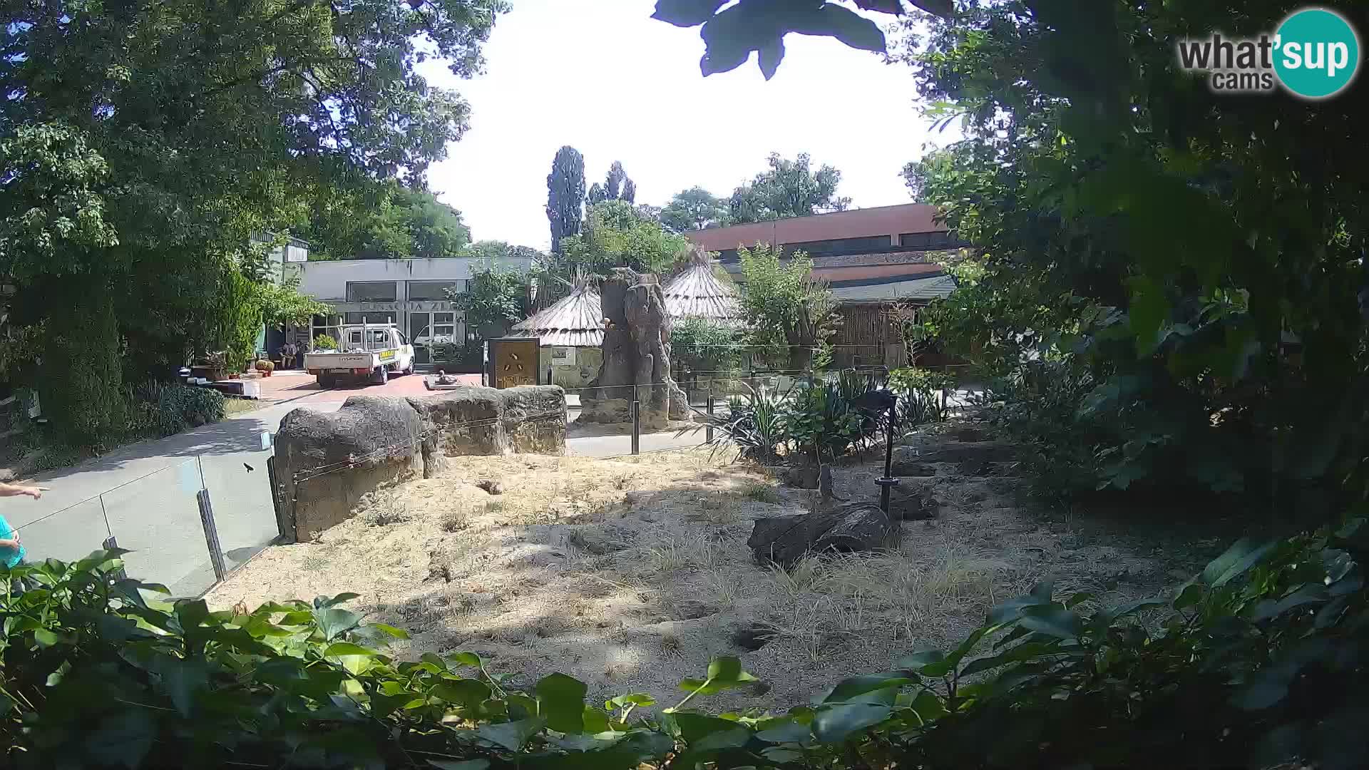 Zoo Zagreb – Suricate