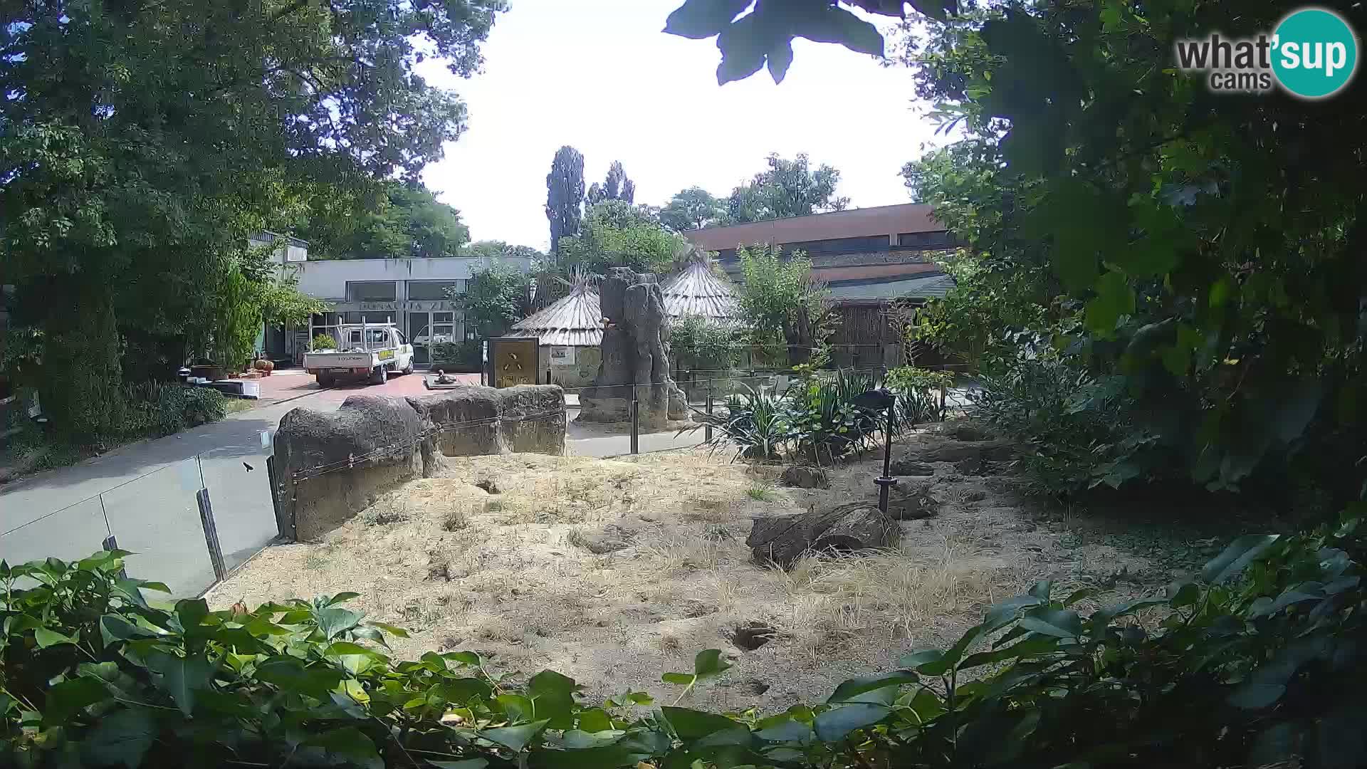 Zoo Zagreb – Suricata