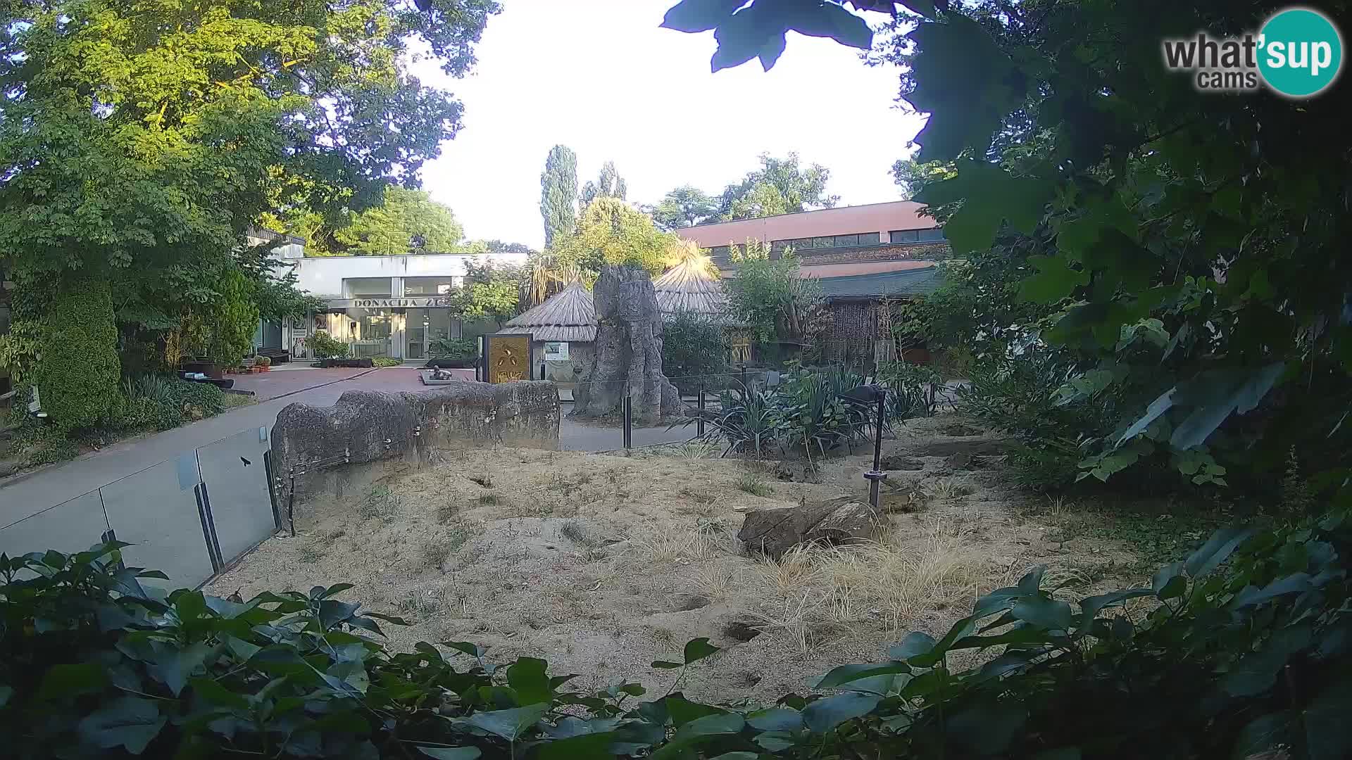 Zoo Zagreb – Meerkat (Suricate)
