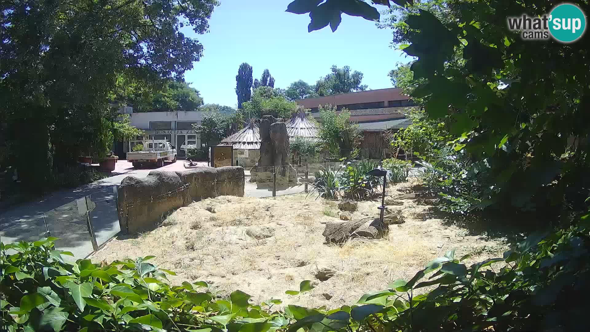 Zoo Zagreb – Meerkat (Suricate)