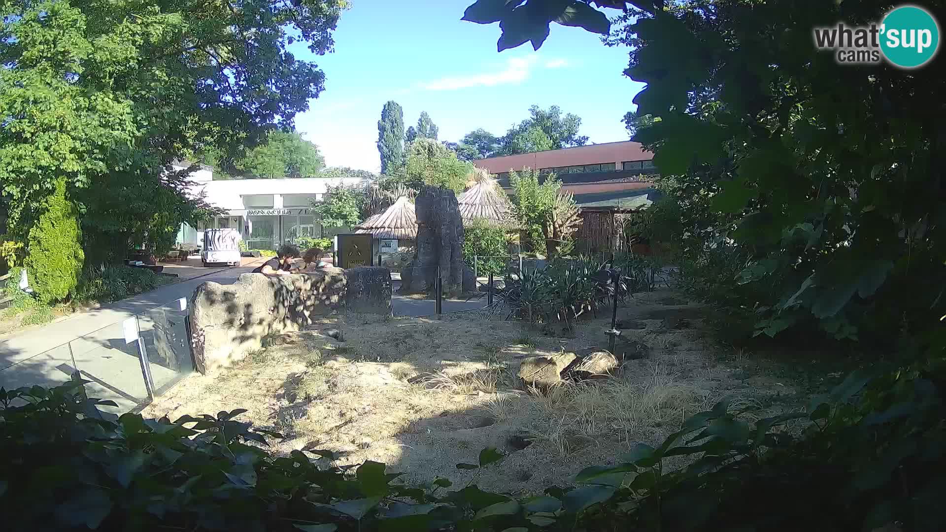 Zoo Zagreb – Suricate