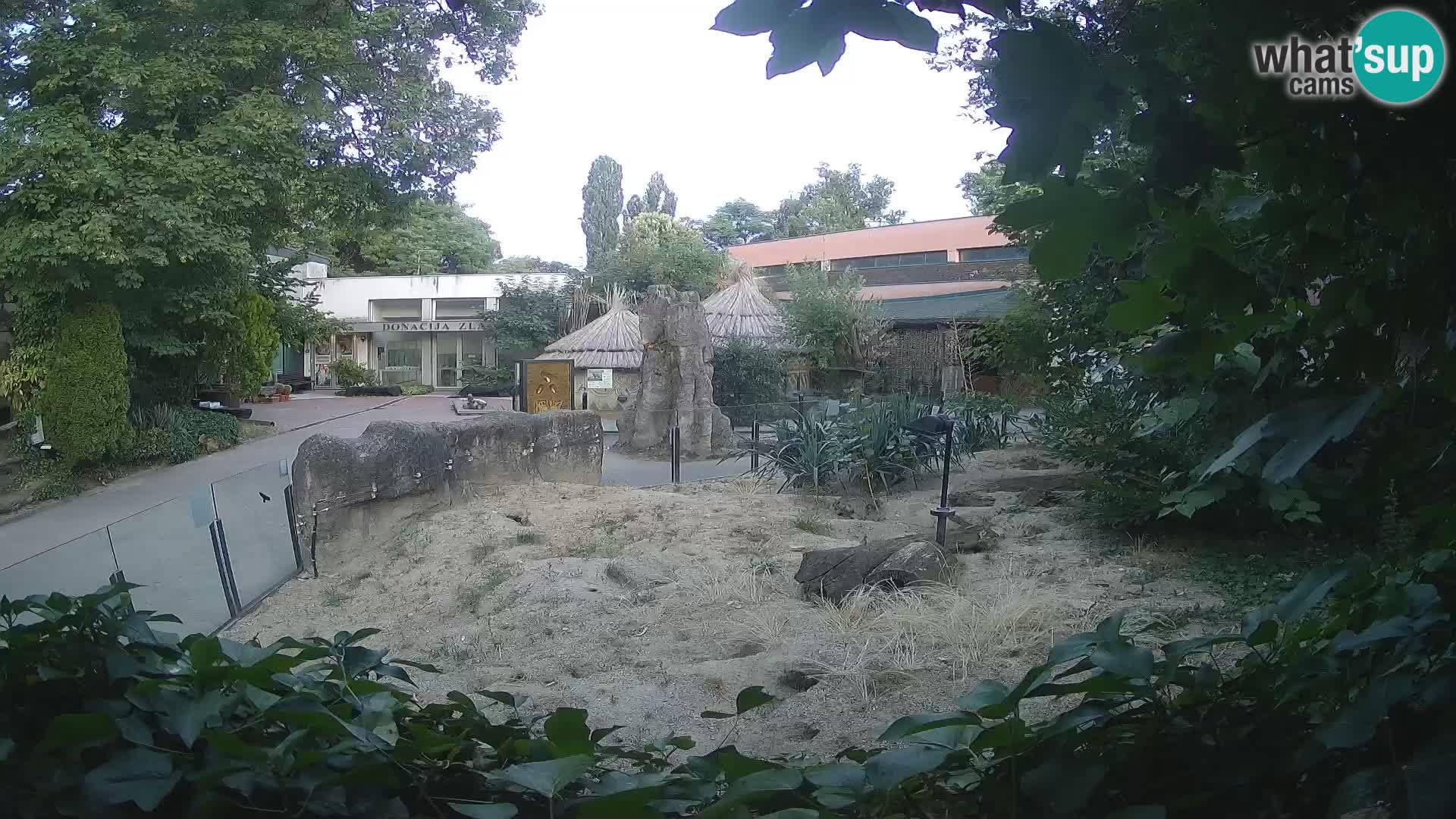 Zoo Zagreb – Suricata