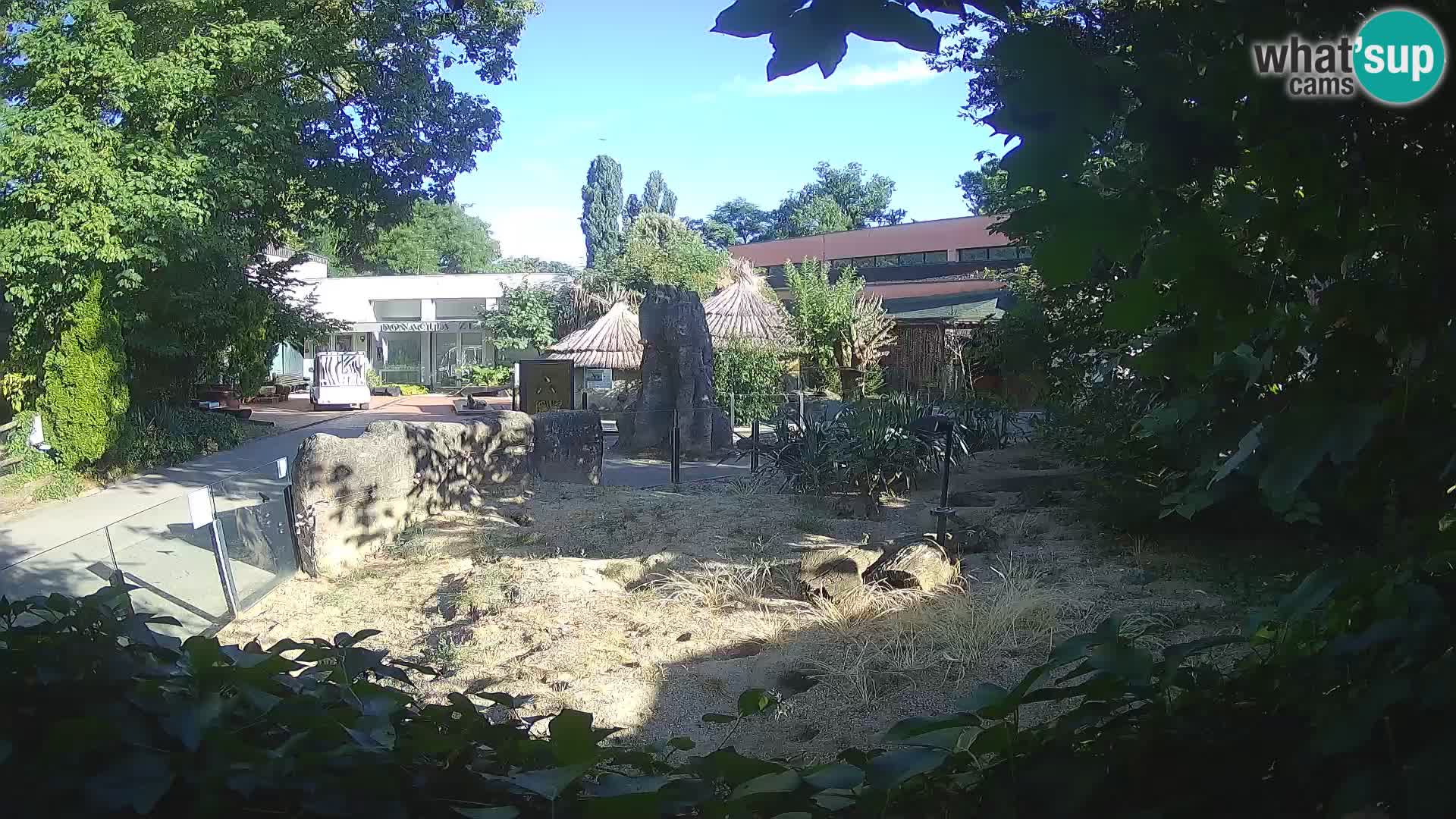 Zoo Zagreb – Suricata