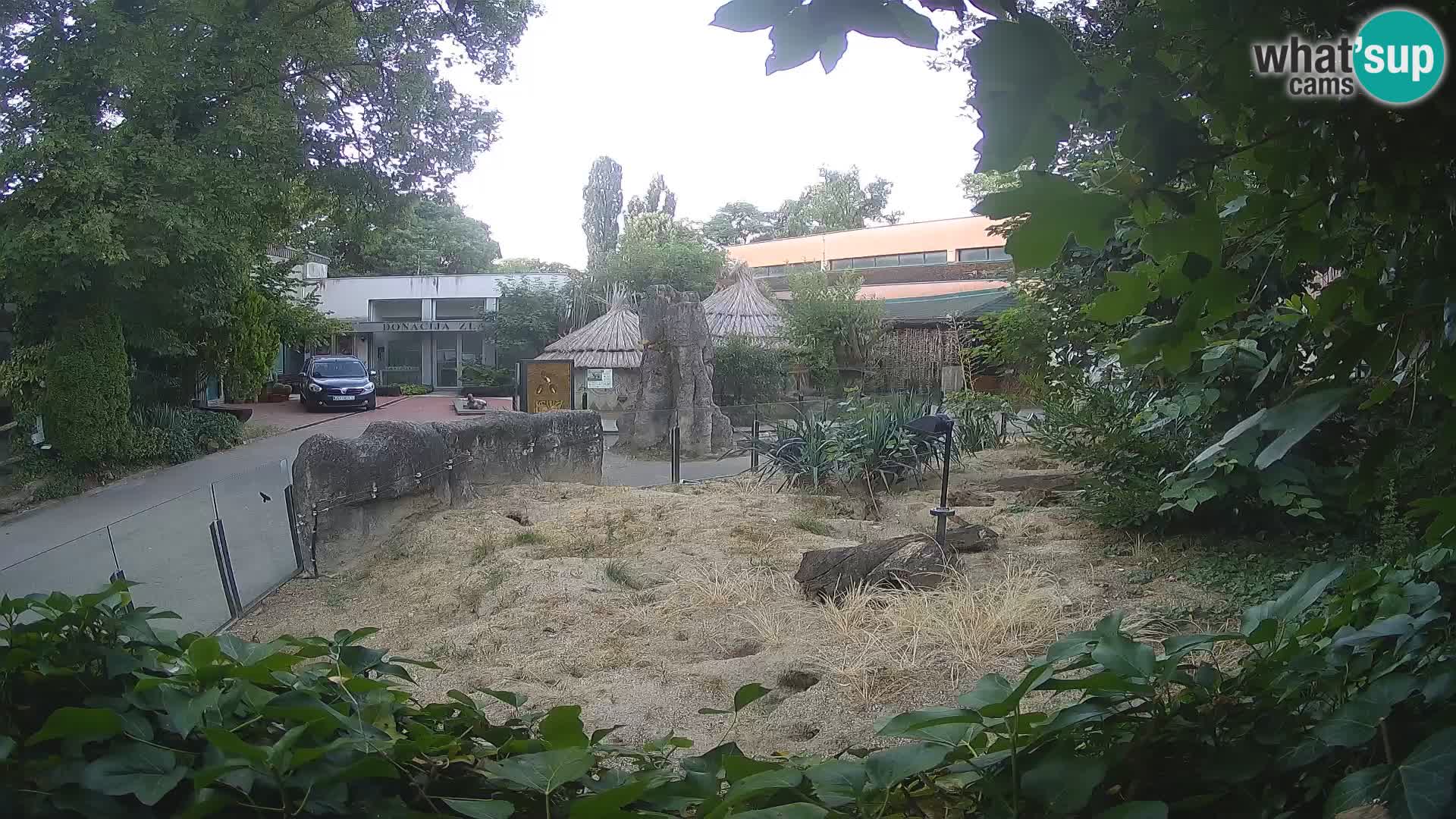 Zoo Zagreb – Meerkat (Suricate)