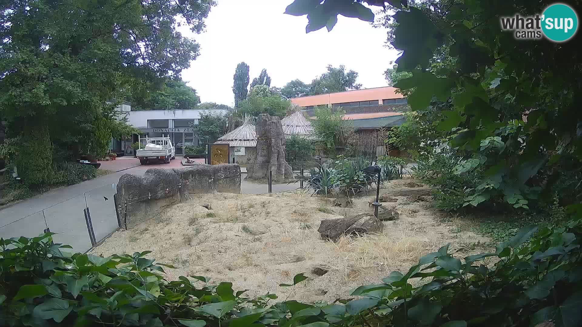 Zoo Zagreb – Meerkat (Suricate)