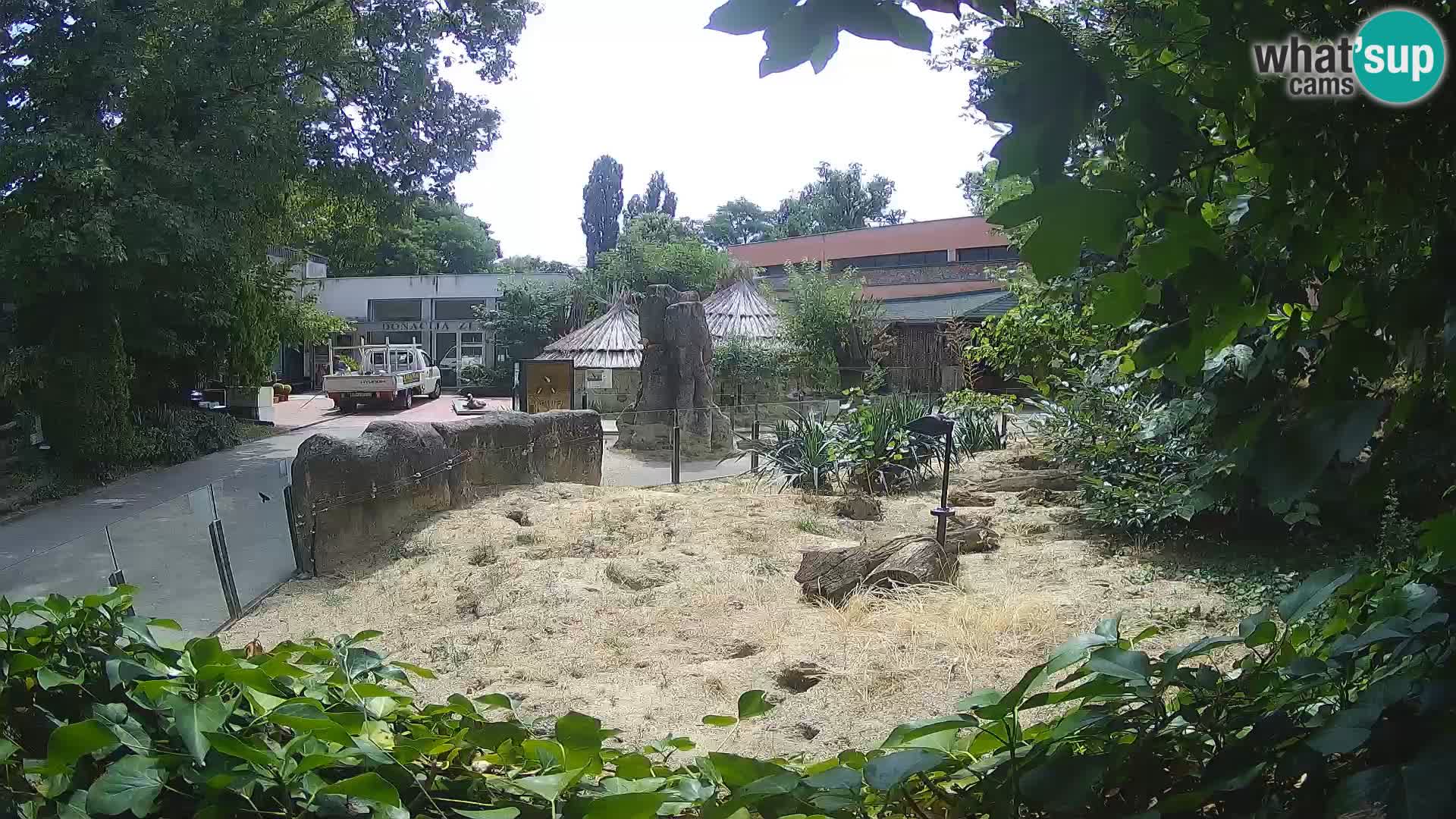 Zoo Zagreb – Suricata