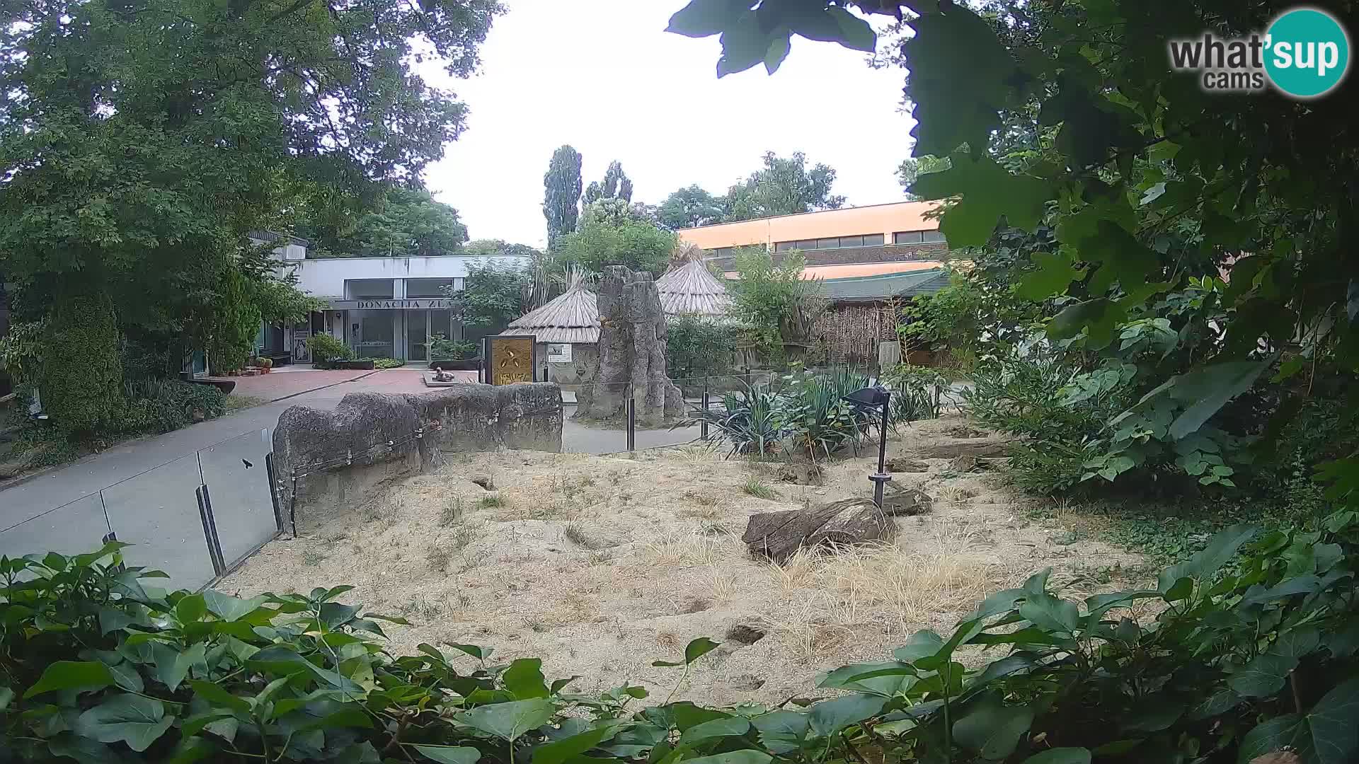 Zoo Zagreb – Meerkat (Suricate)
