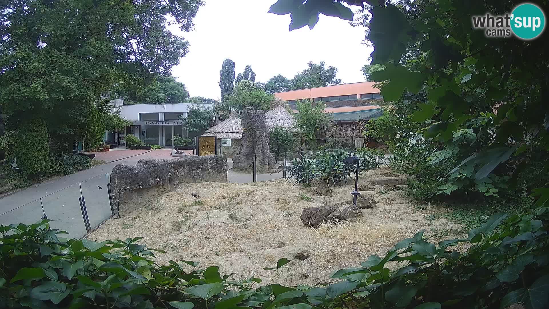 Zoo Zagreb – Suricata