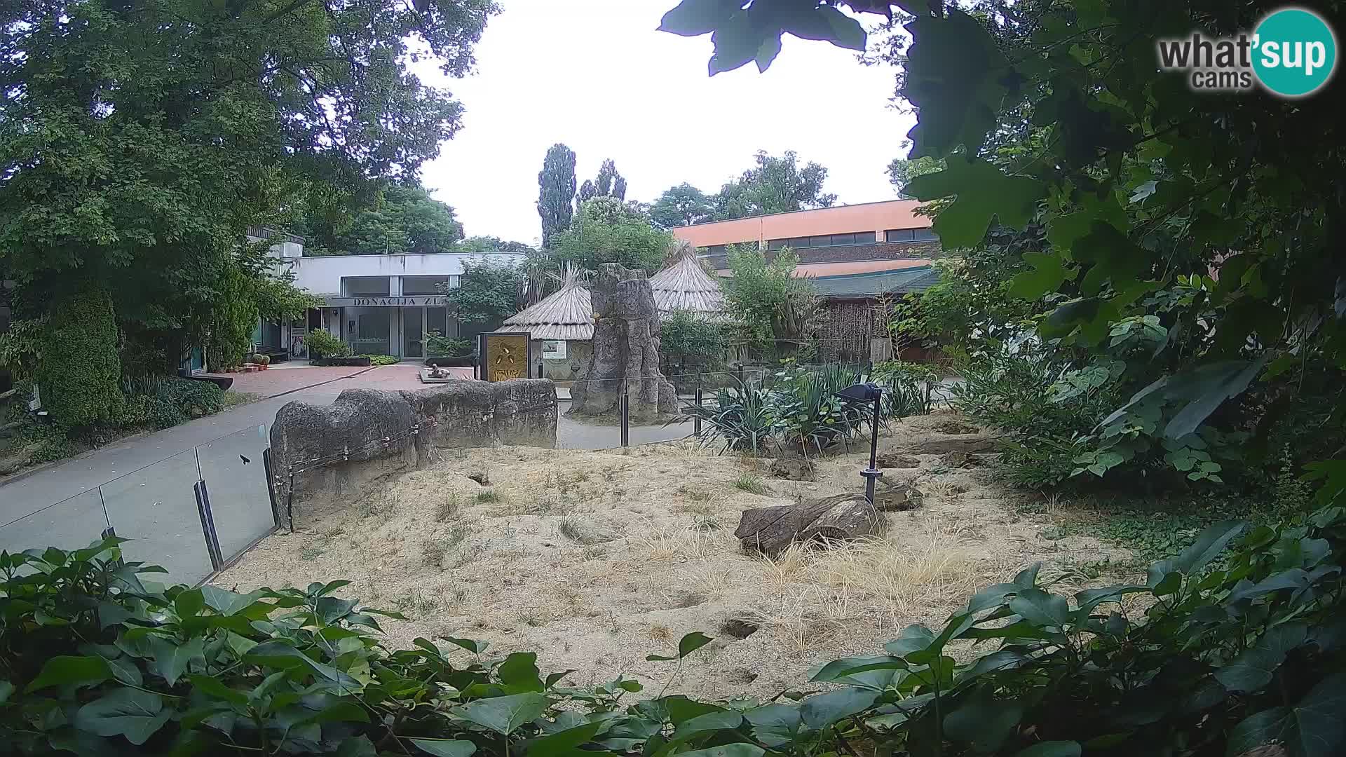 Zoo Zagreb – Suricate