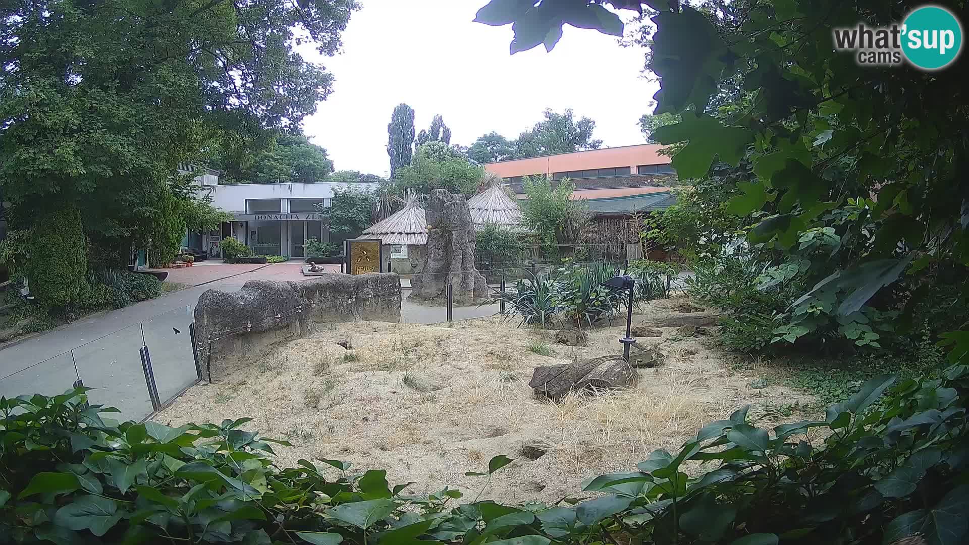 Zoo Zagreb – Suricata