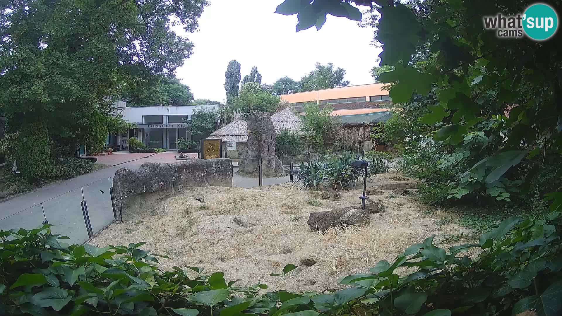 Zoo Zagreb – Meerkat (Suricate)