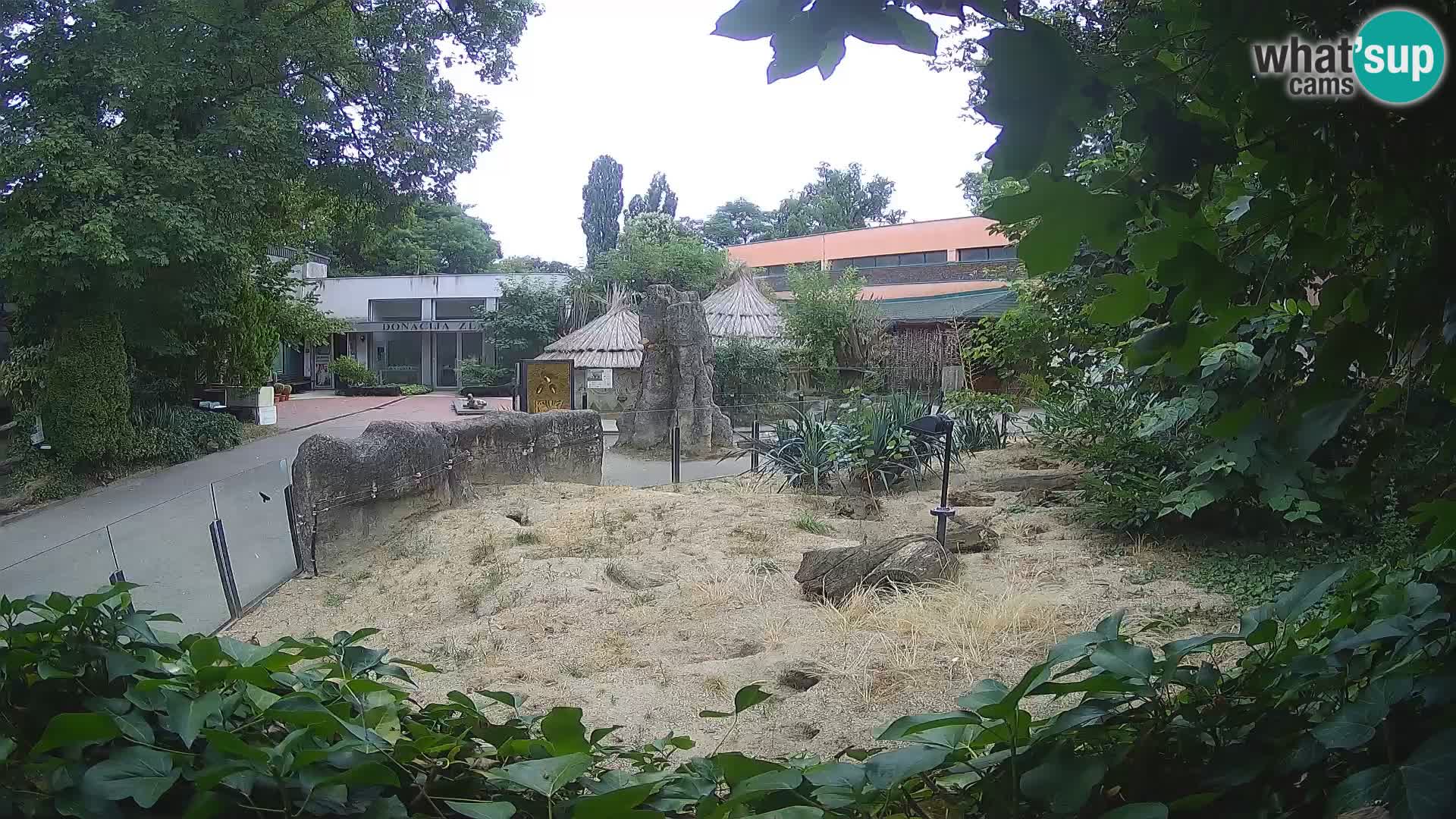 Zoo Zagreb – Suricata