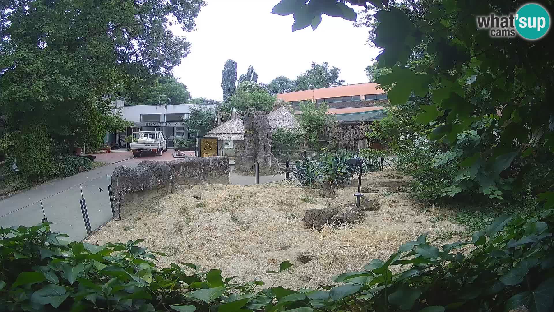 Zoo Zagreb – Meerkat (Suricate)