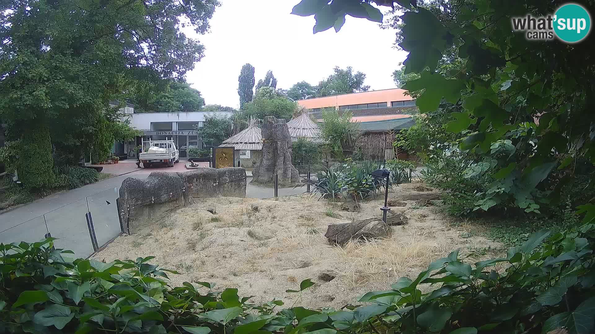 Zoo Zagreb – Meerkat (Suricate)