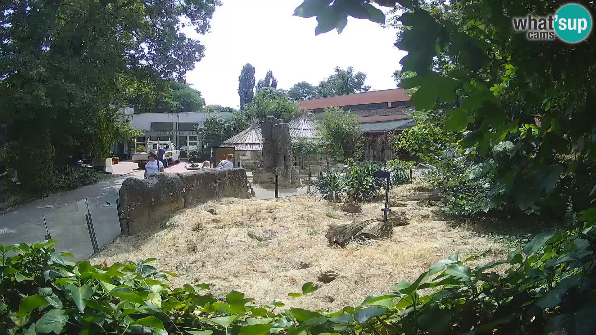 Zoo Zagreb – Merkat
