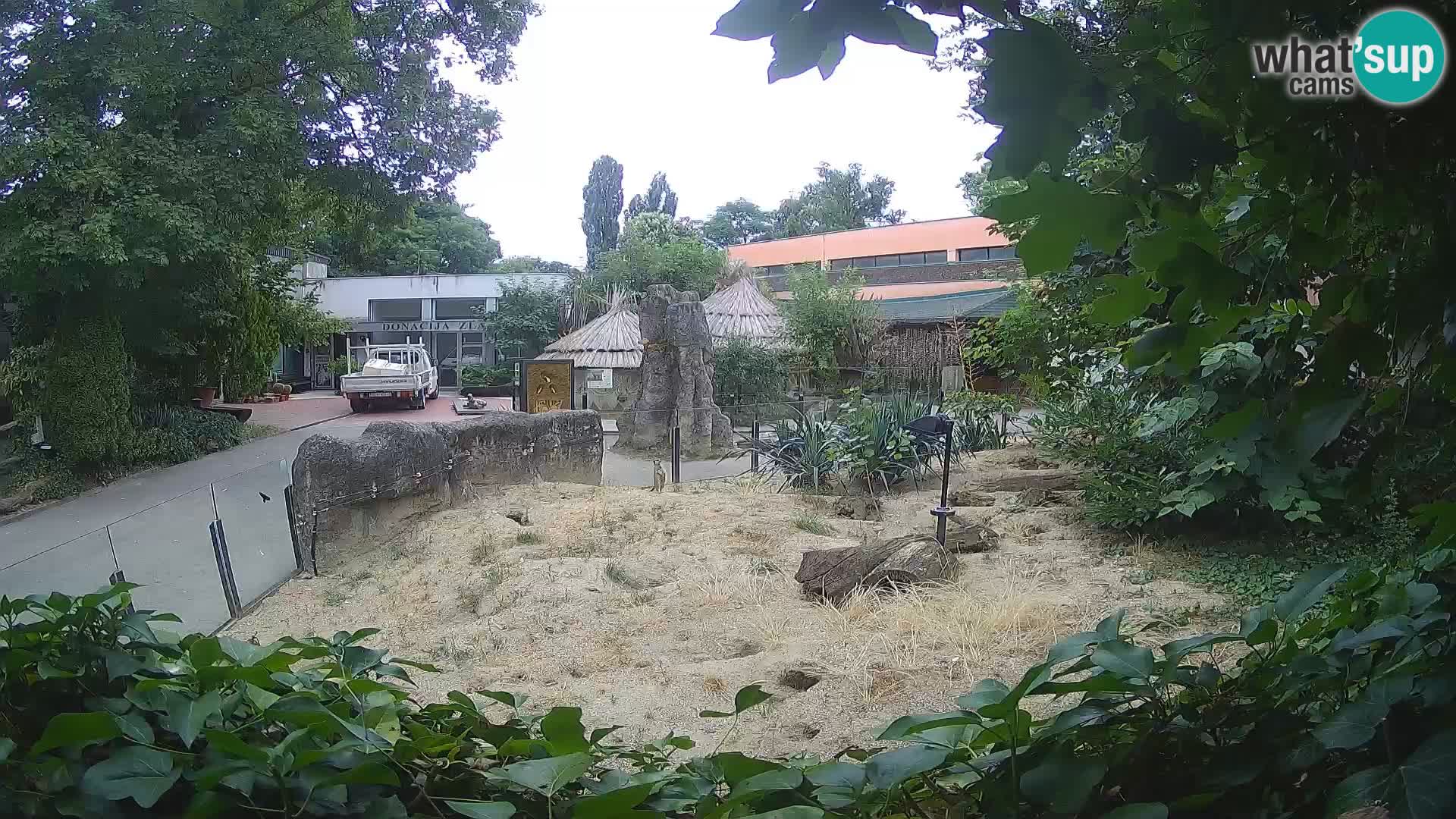 Zoo Zagreb – Meerkat (Suricate)