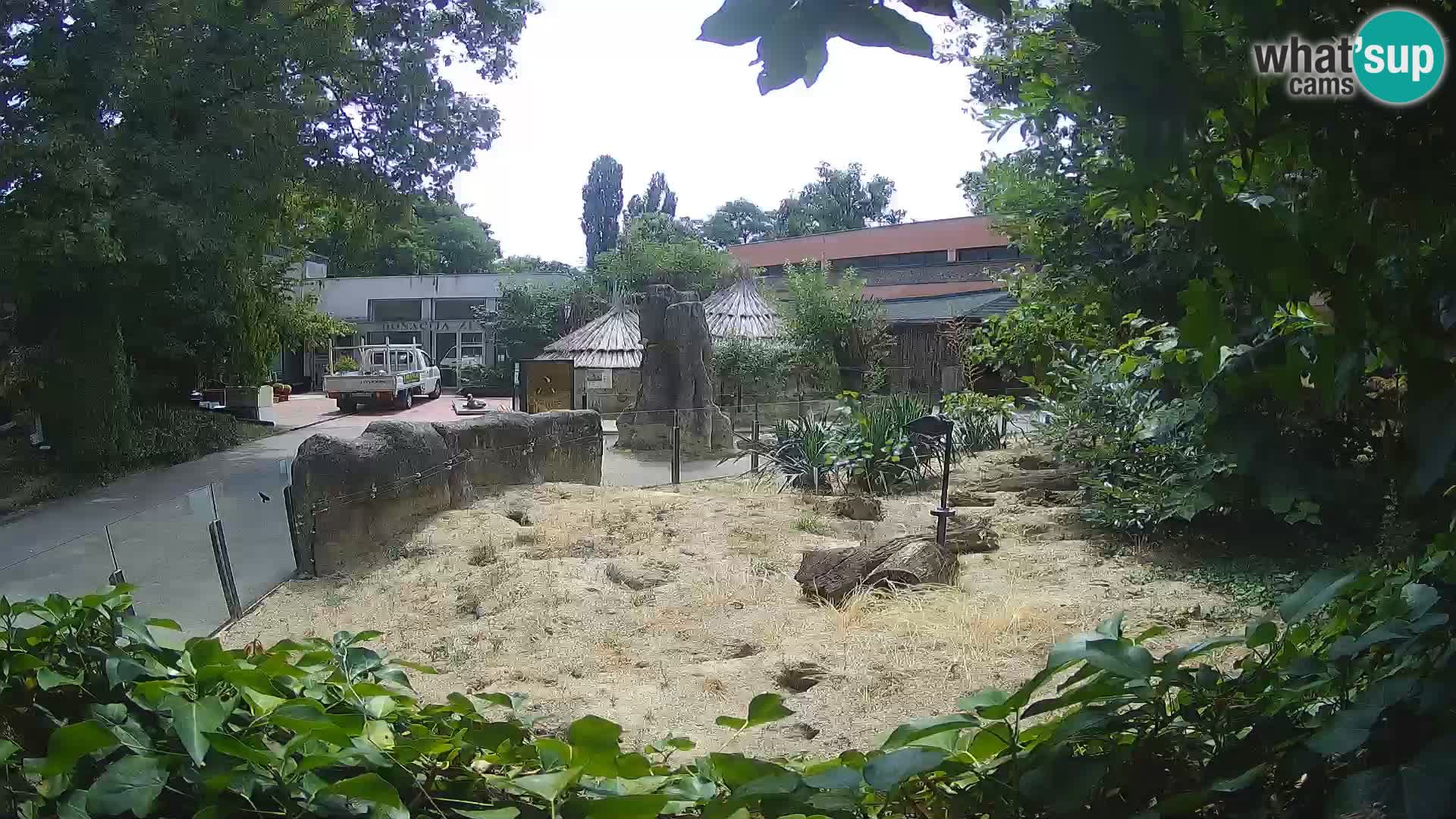 Zoo Zagreb – Suricata