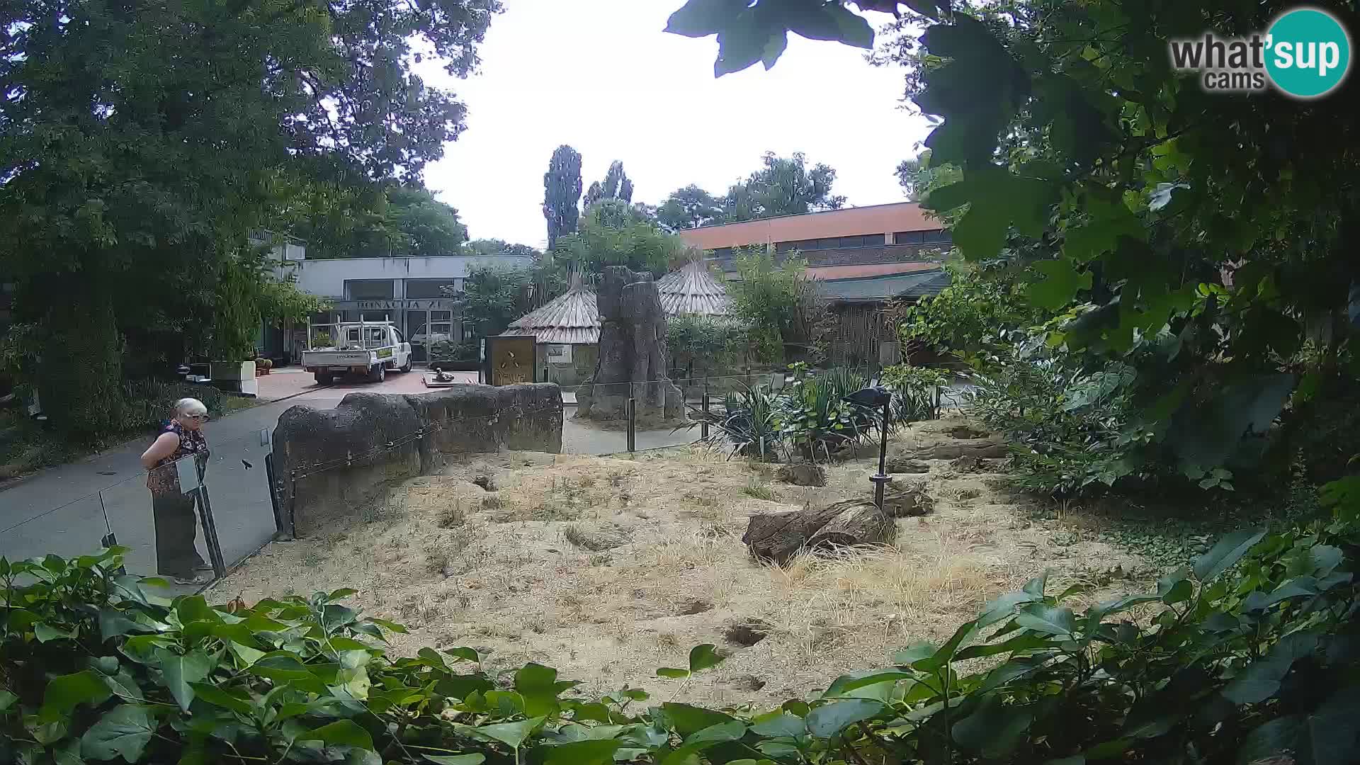 Zoo Zagreb – Surikate