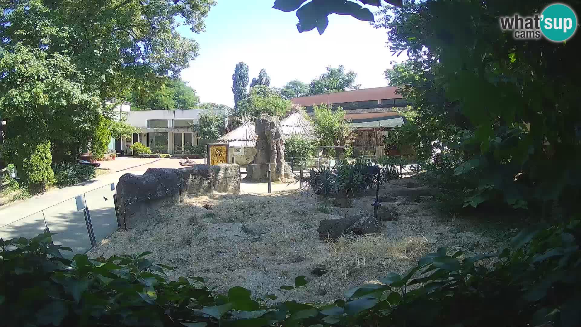 Zoo Zagreb – Merkat