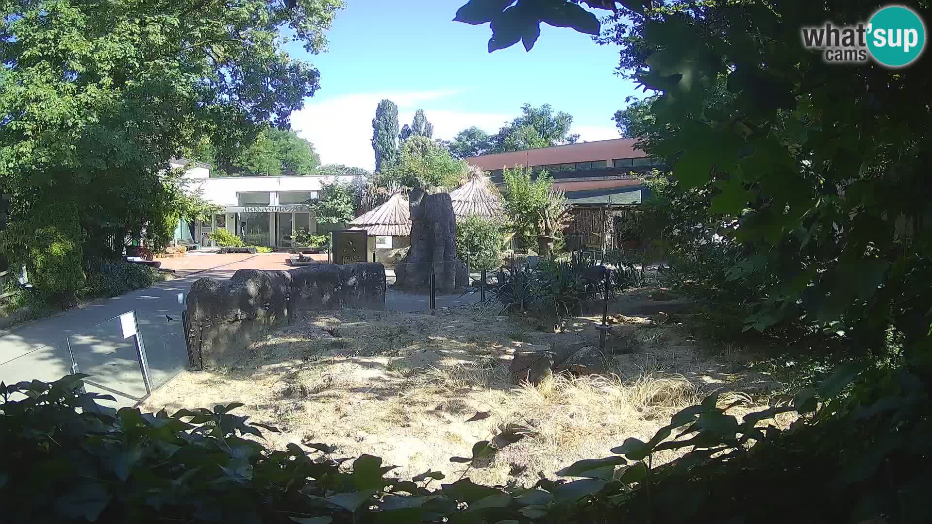 Zoo Zagreb – Meerkat (Suricate)