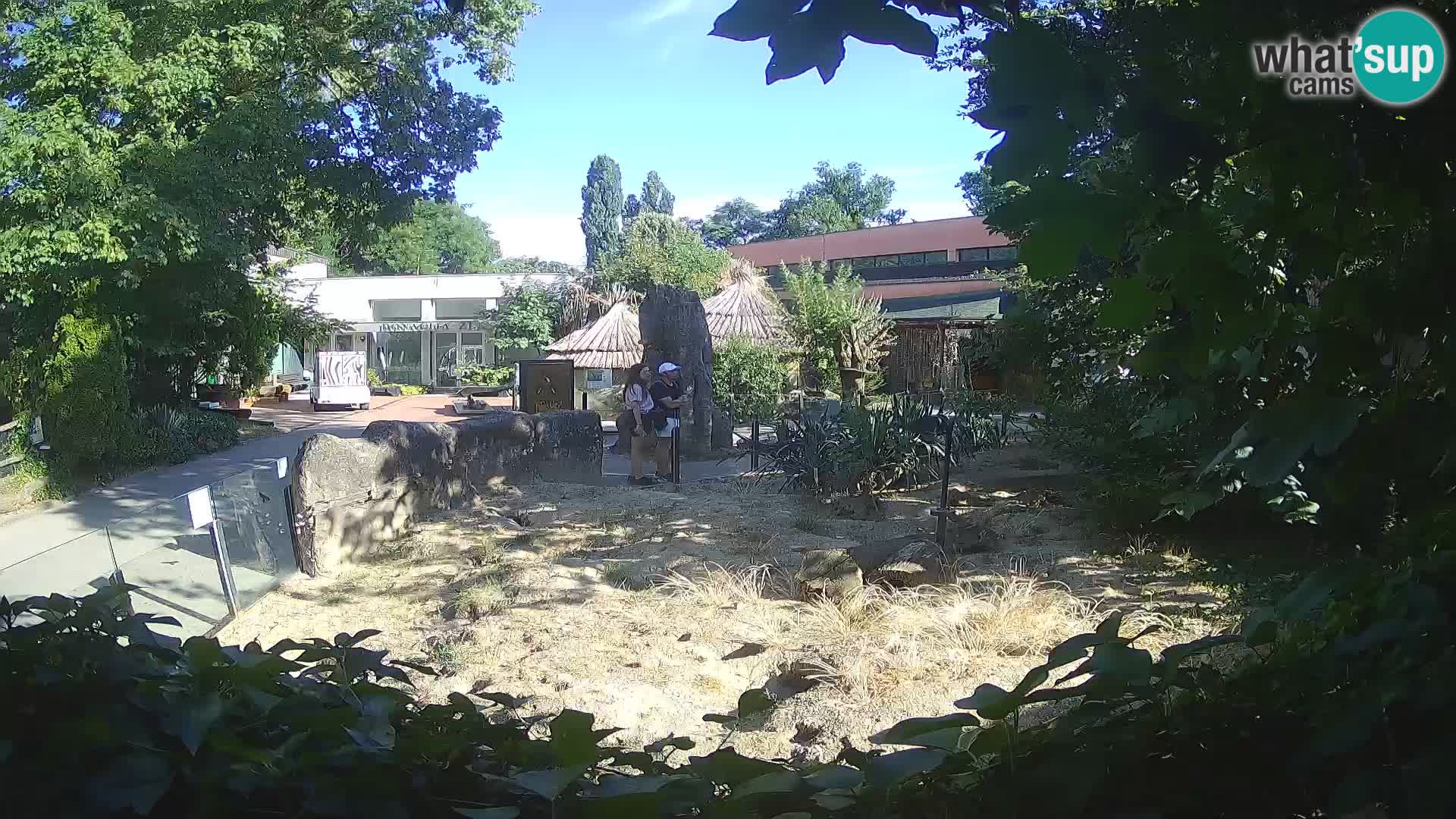 Zoo Zagreb – Meerkat (Suricate)