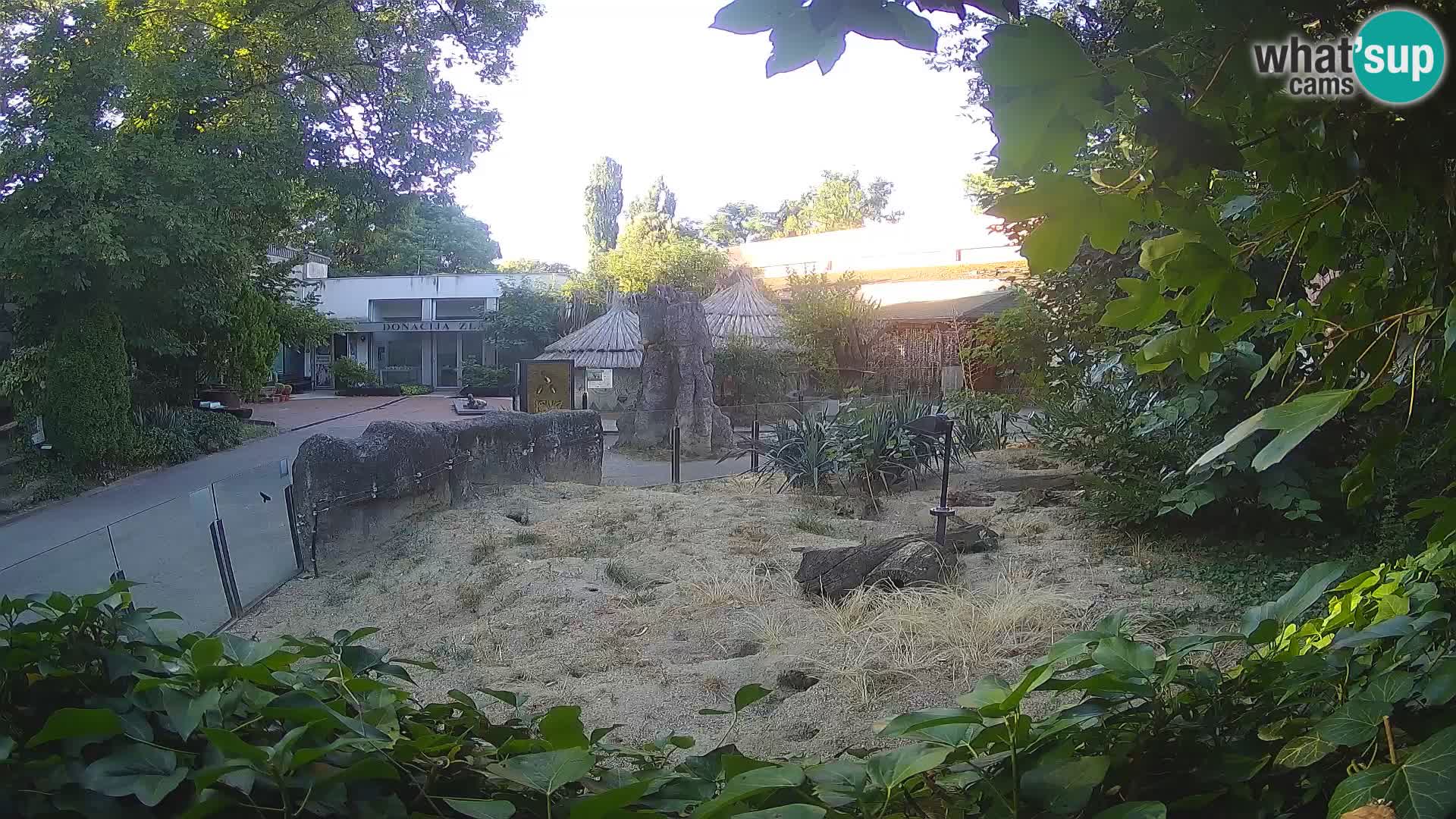 Zoo Zagreb – Suricata