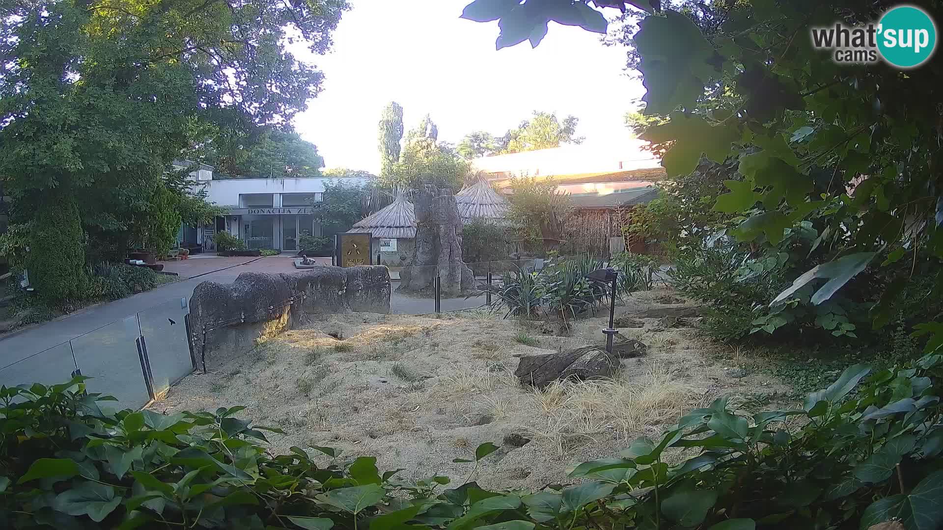 Zoo Zagreb – Meerkat (Suricate)