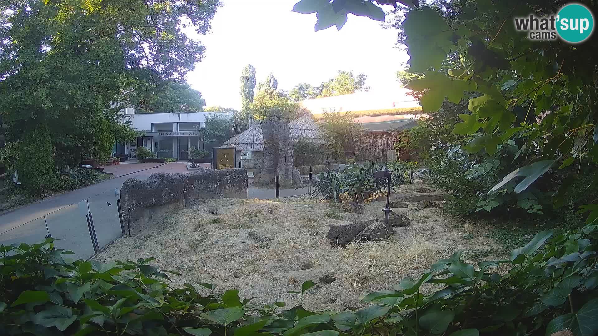 Zoo Zagreb – Meerkat (Suricate)
