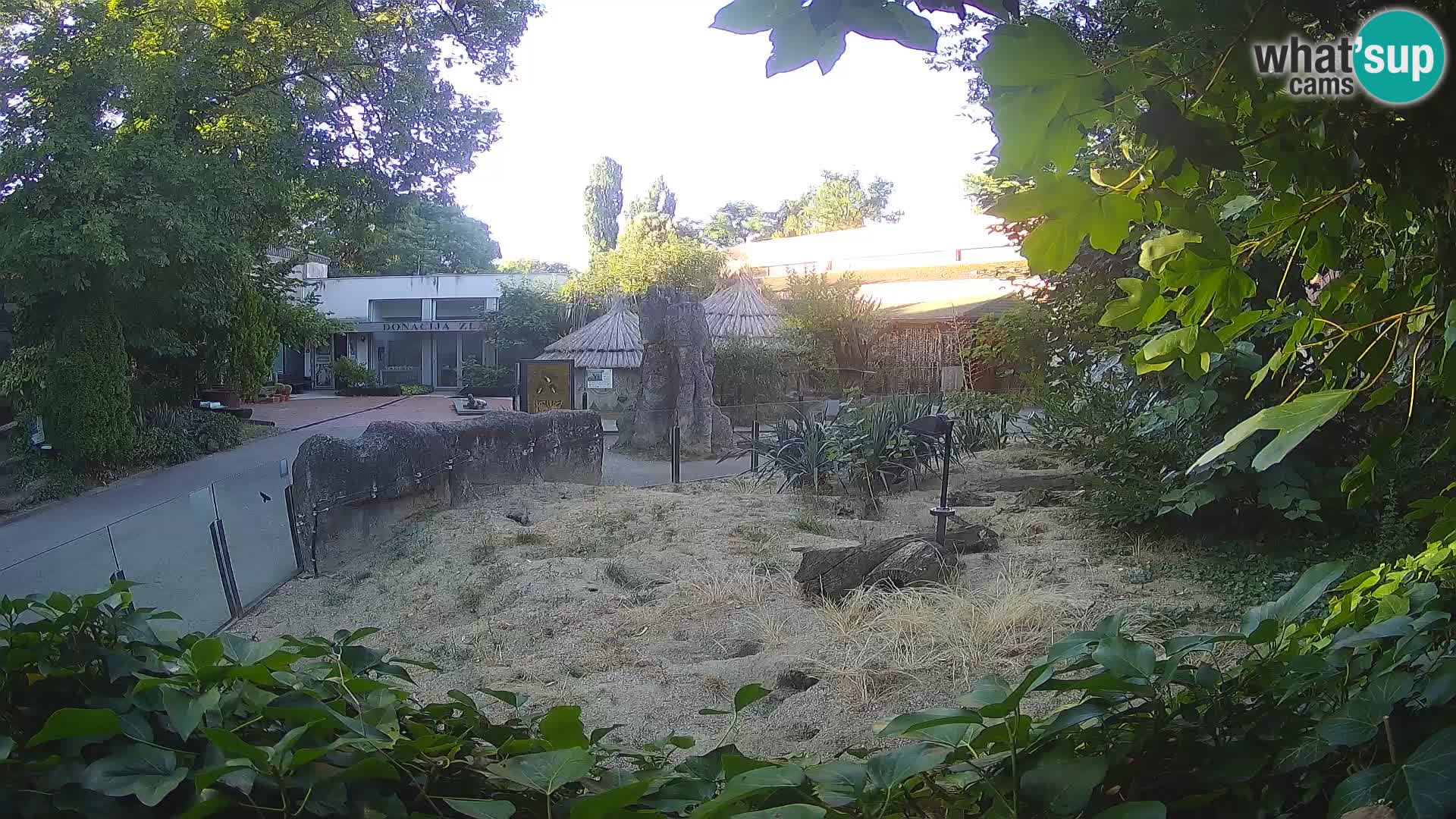 Zoo Zagreb – Meerkat (Suricate)