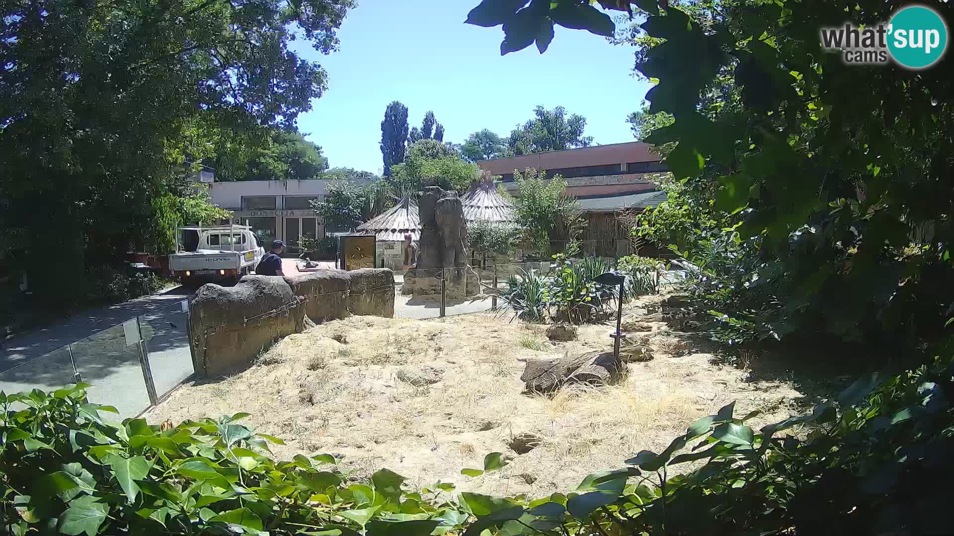 Zoo Zagreb – Suricate