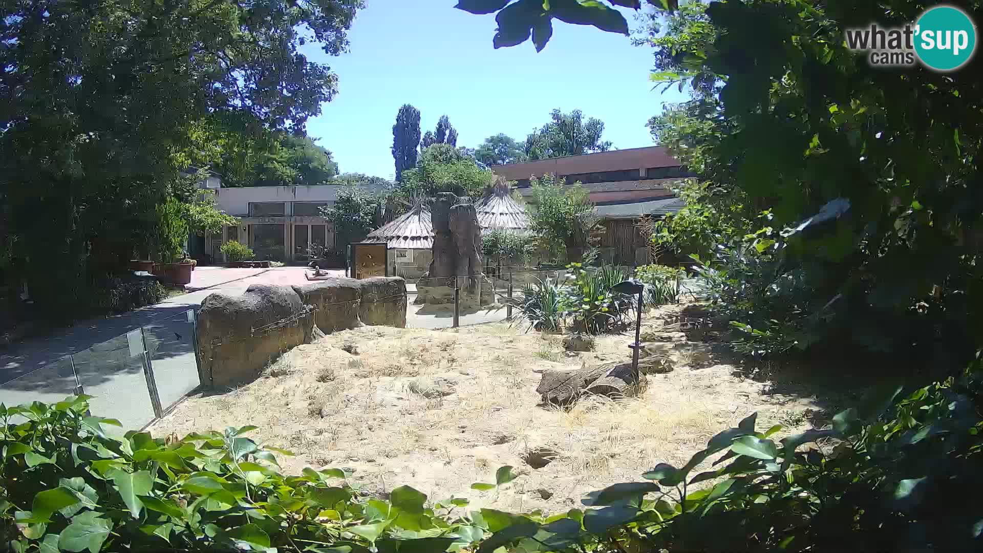 Zoo Zagreb – Suricate