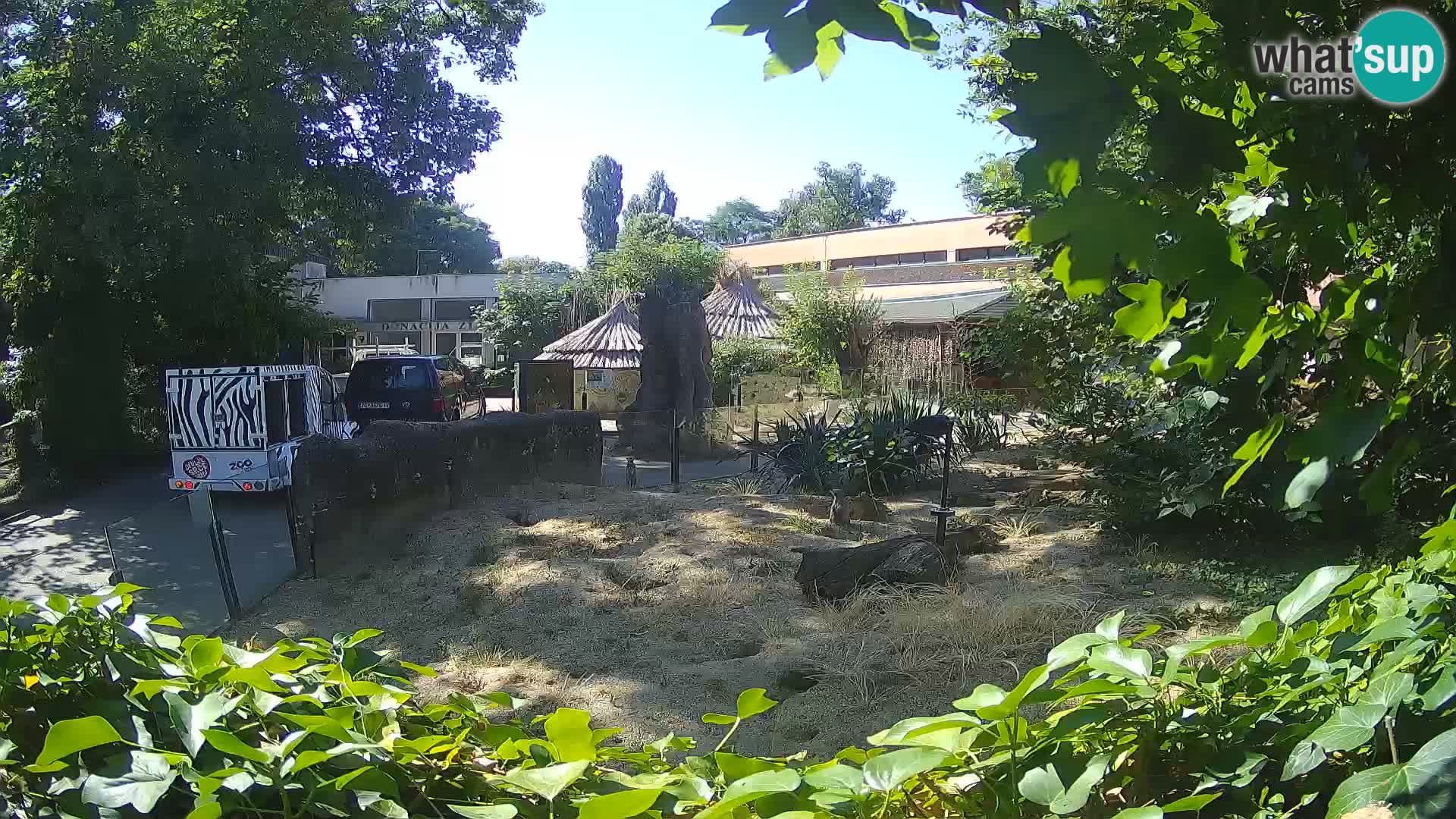 Zoo Zagreb – Meerkat (Suricate)