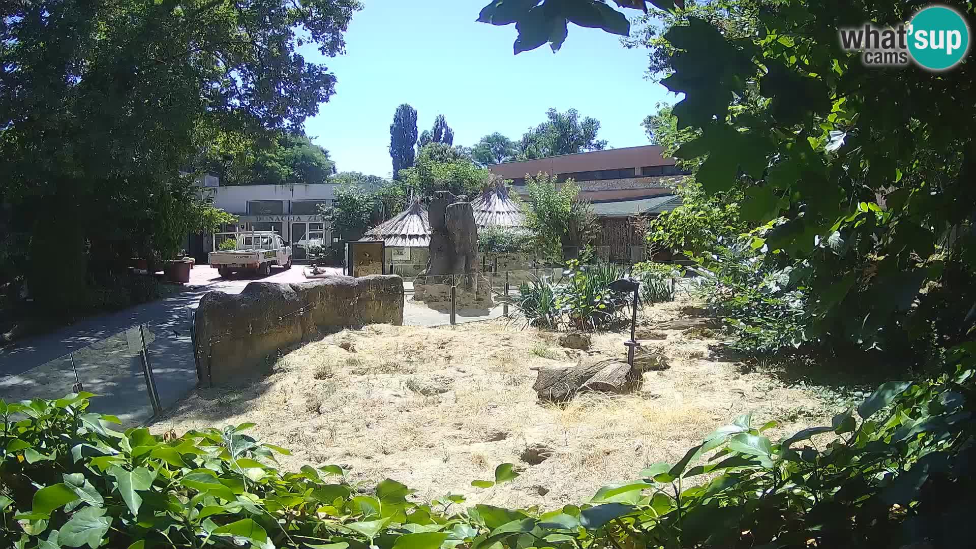 Zoo Zagreb – Surikate