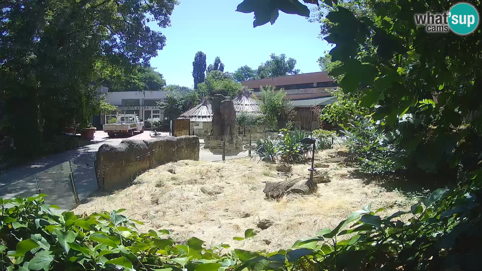 Zoo Zagreb – Meerkat (Suricate)