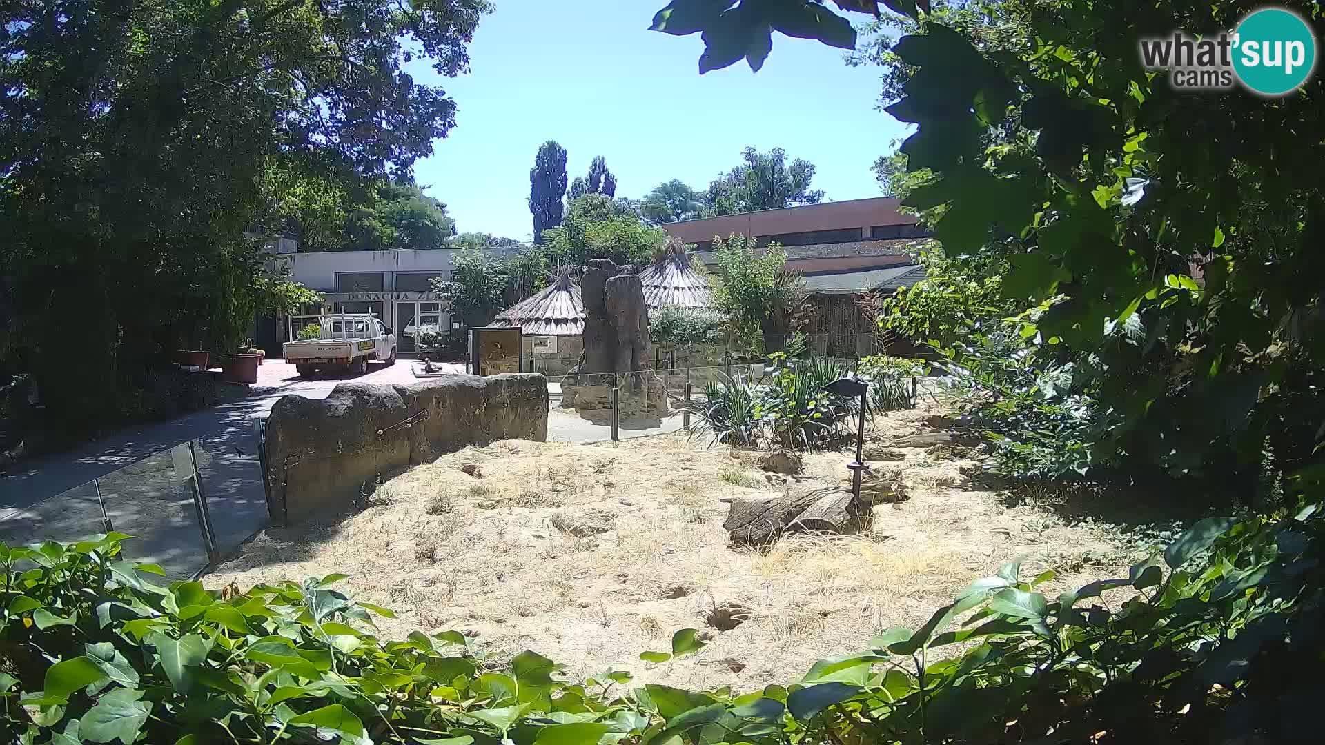Zoo Zagreb – Meerkat (Suricate)
