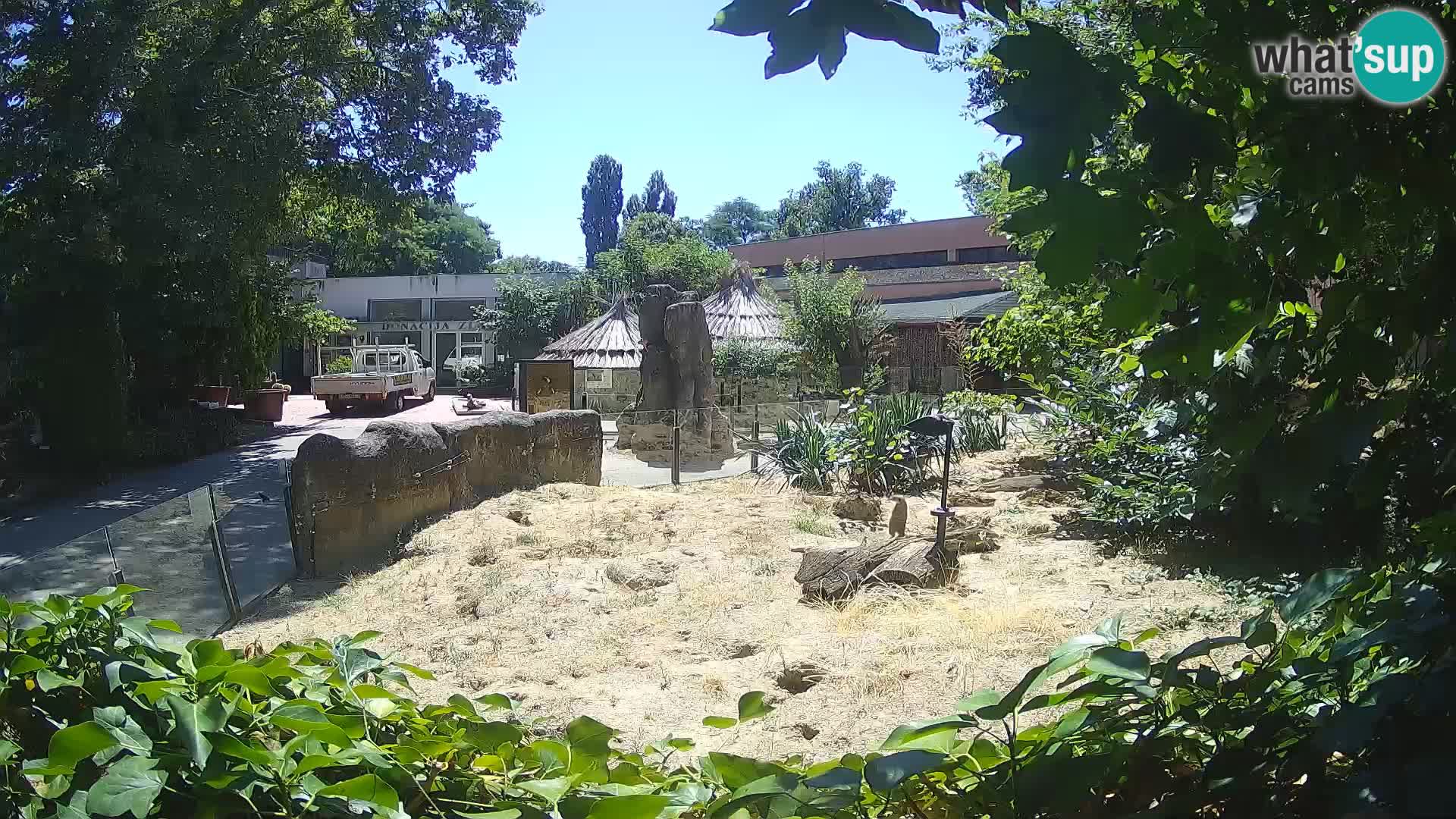 Zoo Zagreb – Surikate