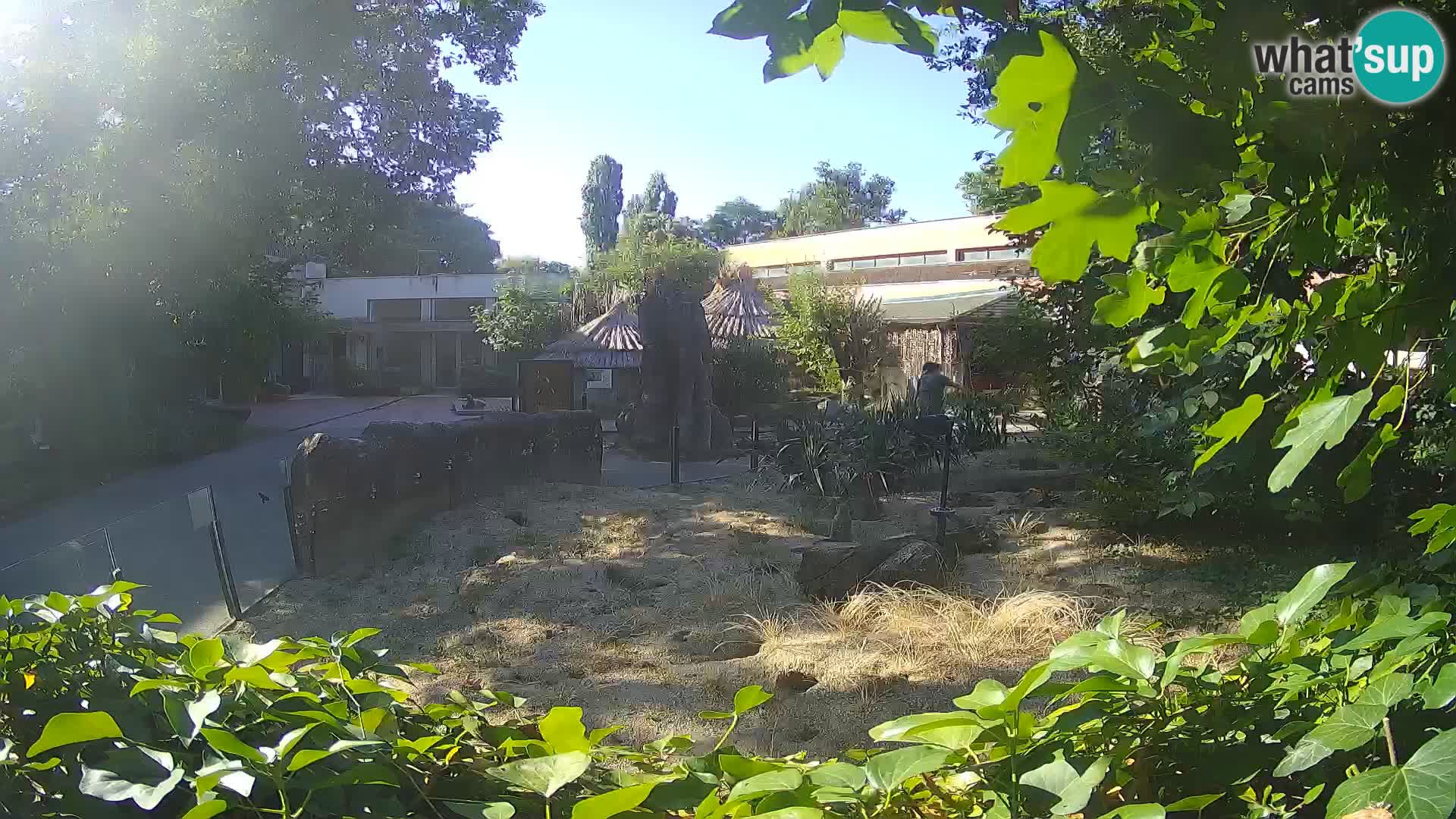 Zoo Zagreb – Meerkat (Suricate)