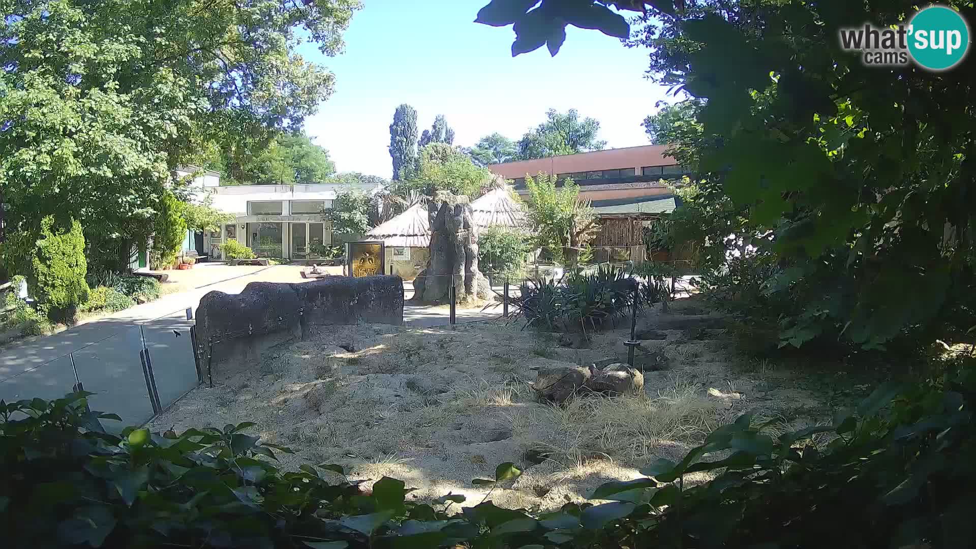 Zoo Zagreb – Merkat