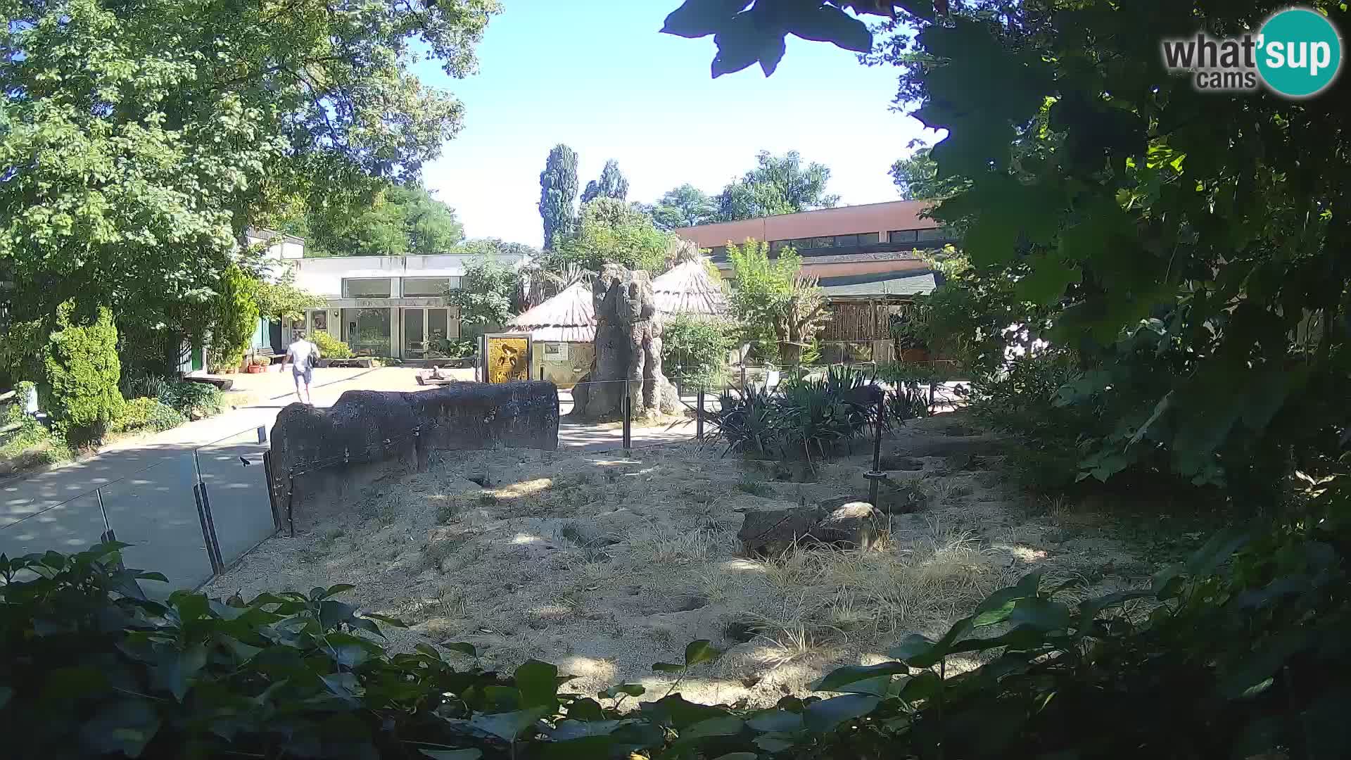 Zoo Zagreb – Suricate