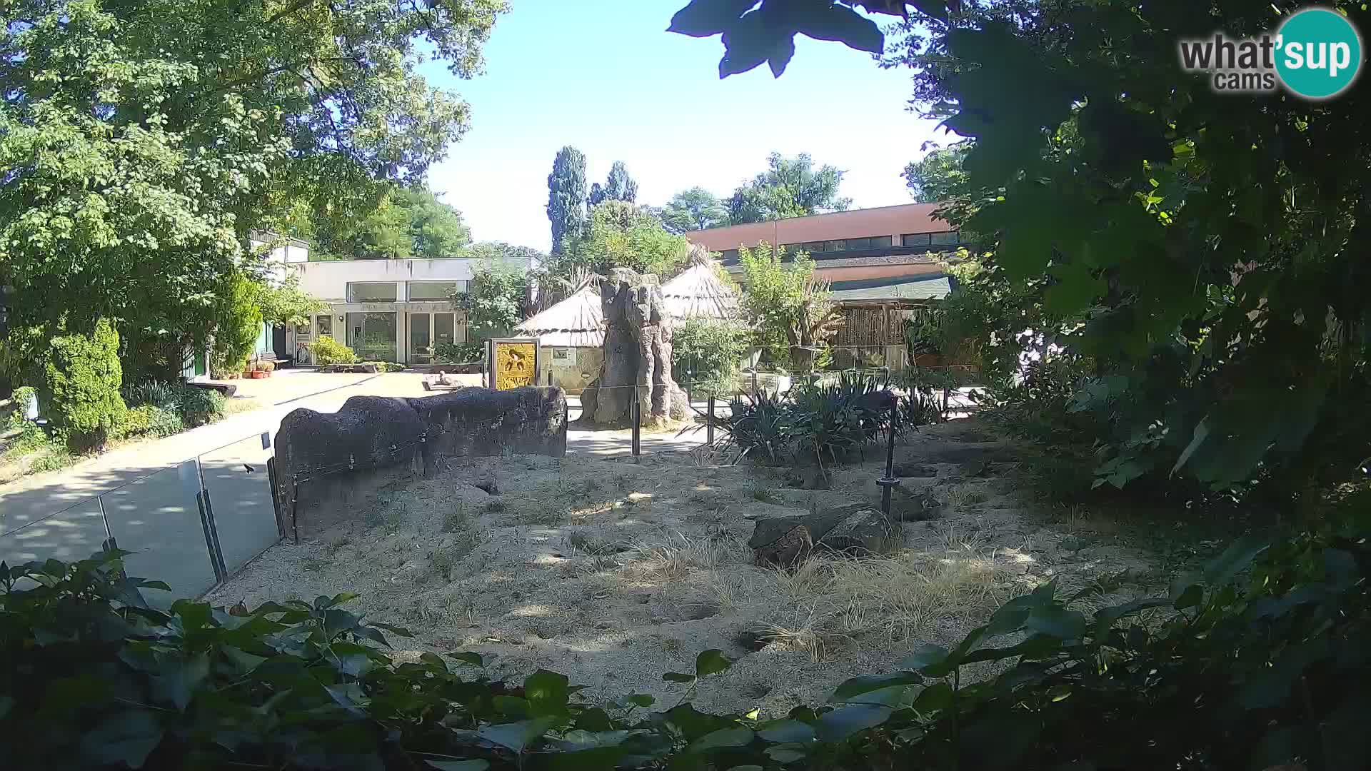 Zoo Zagreb – Meerkat (Suricate)