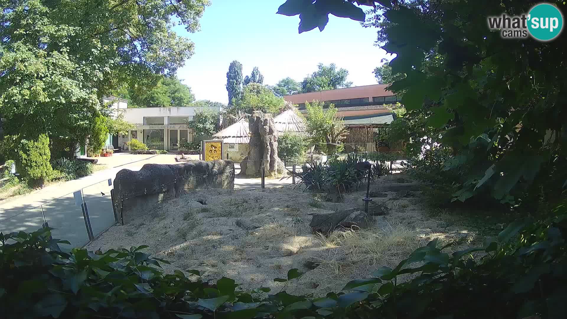 Zoo Zagreb – Merkat