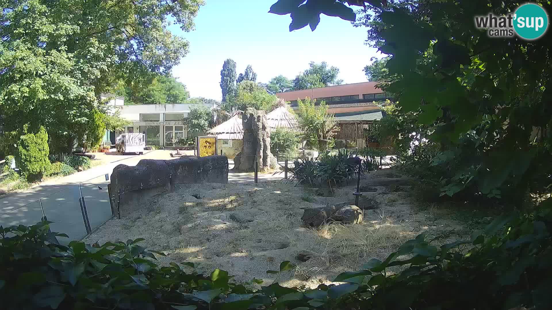 Zoo Zagreb – Suricata