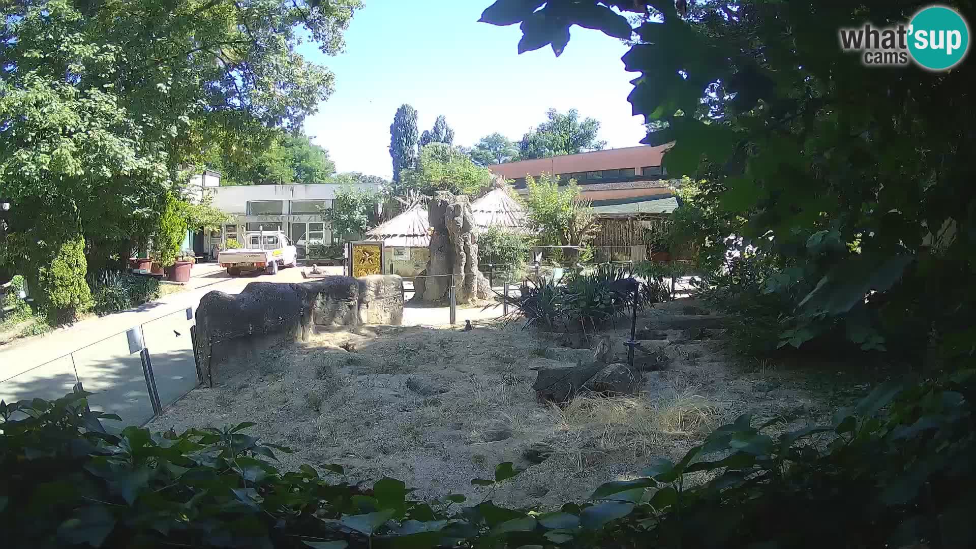 Zoo Zagreb – Suricata