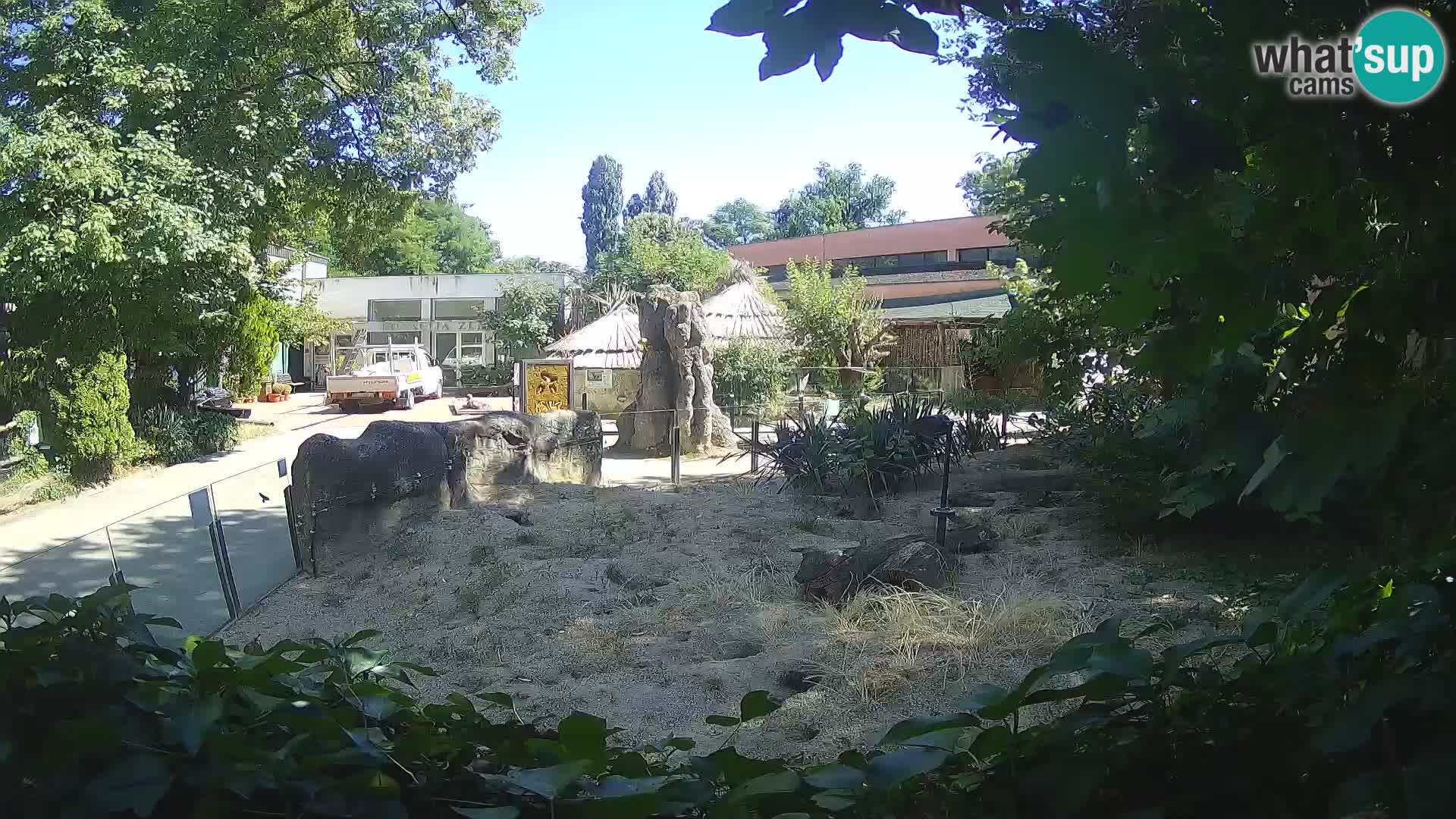 Zoo Zagreb – Merkat