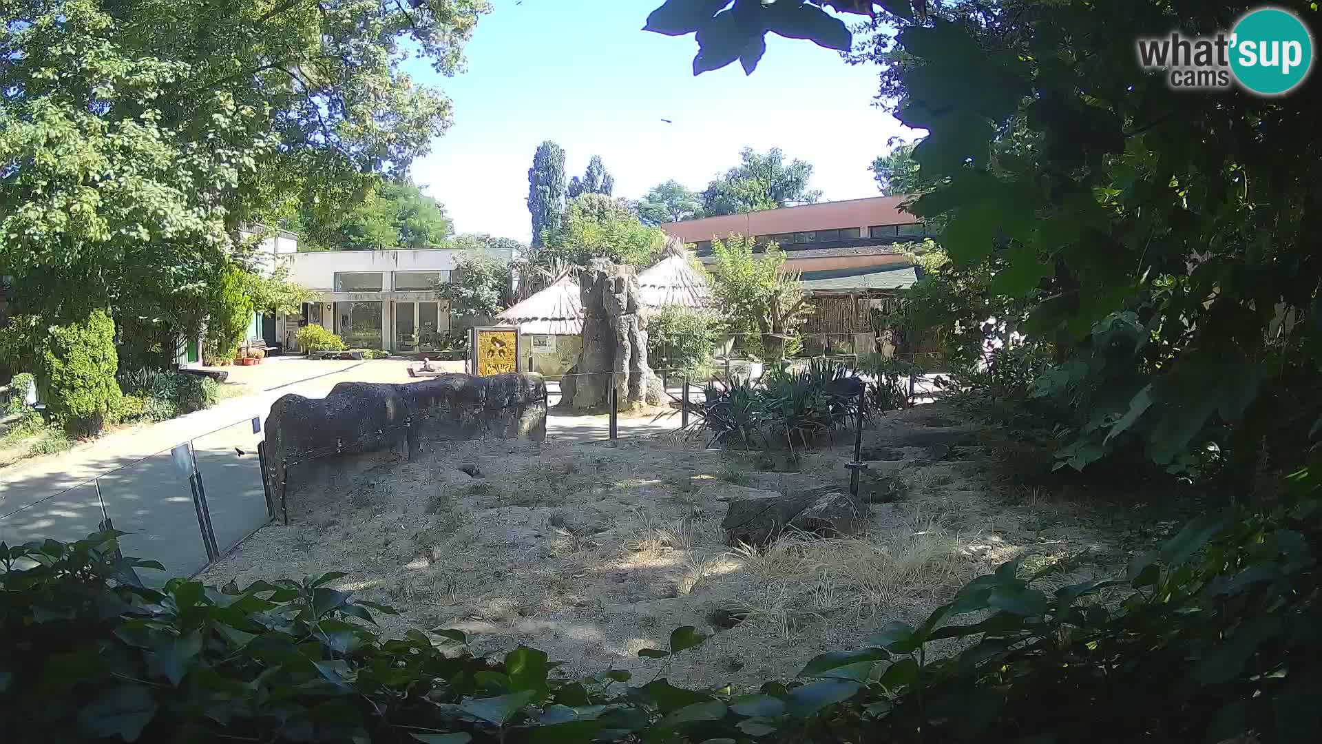Zoo Zagreb – Suricate